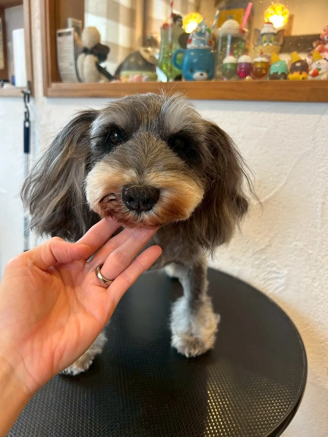 モフモフの仲間たちがいっぱい来てくれました🐶✨