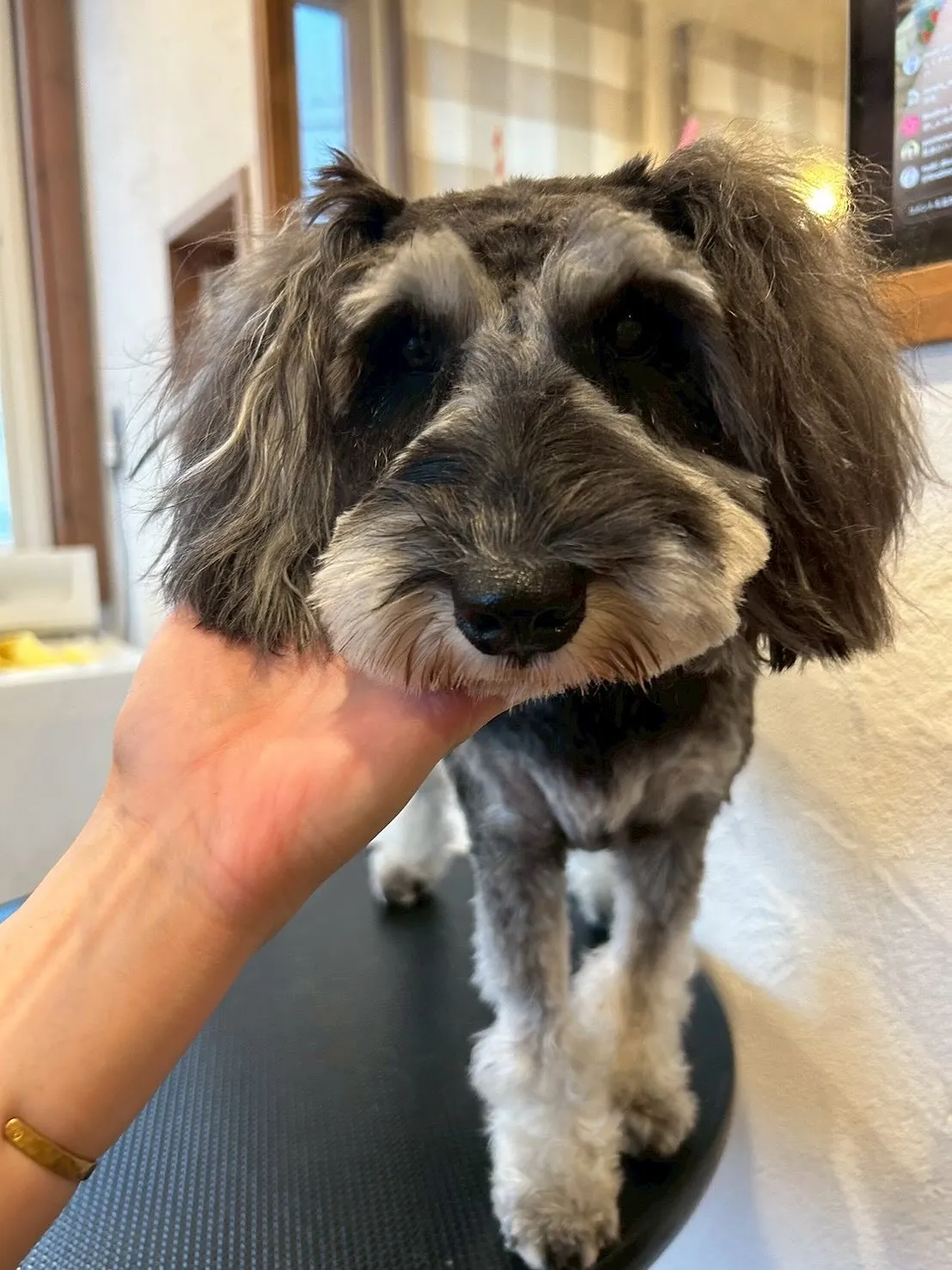 モフモフの仲間たちがいっぱい来てくれました🐶✨