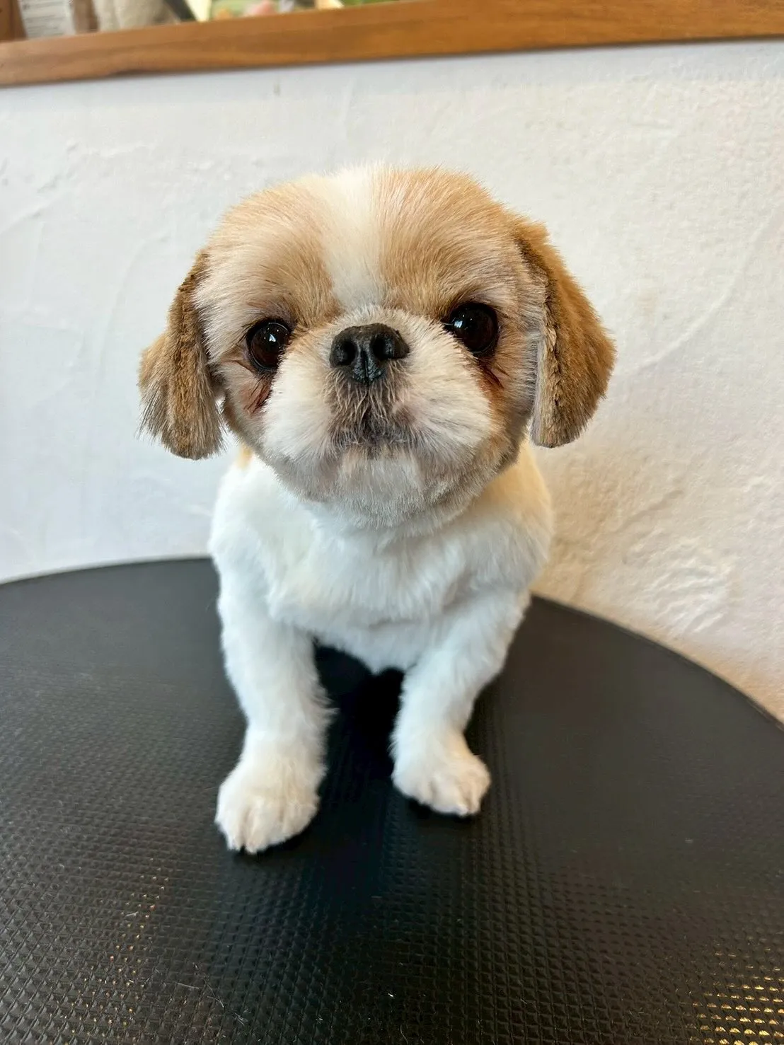 ✨🐶シーズーのそらちゃん、最高にキュートな3mmサマーカット...