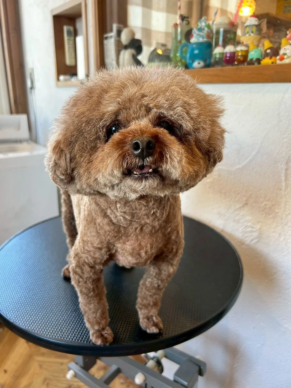 ✨🐶シーズーのそらちゃん、最高にキュートな3mmサマーカット...