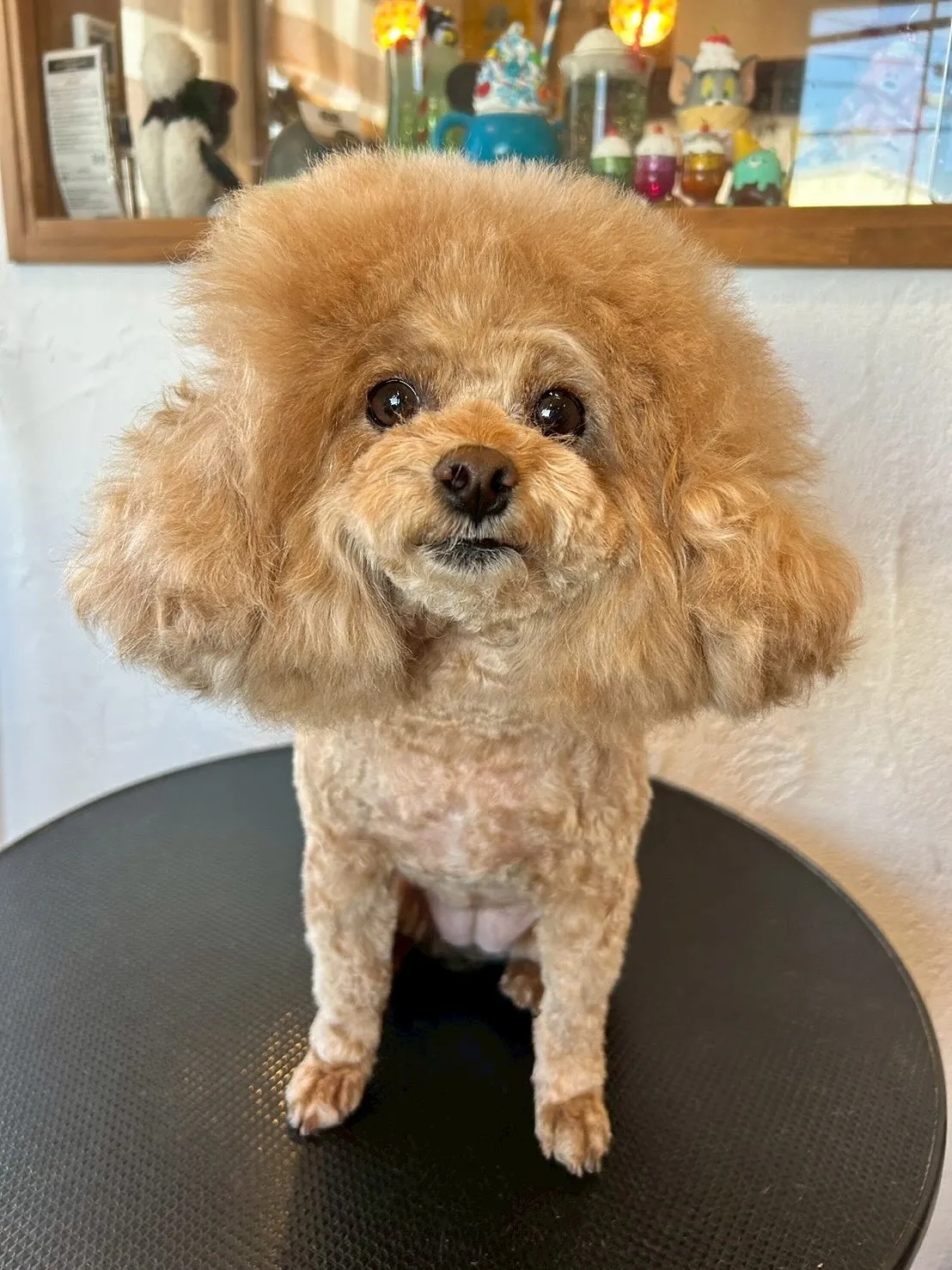 ✨🐶シーズーのそらちゃん、最高にキュートな3mmサマーカット...