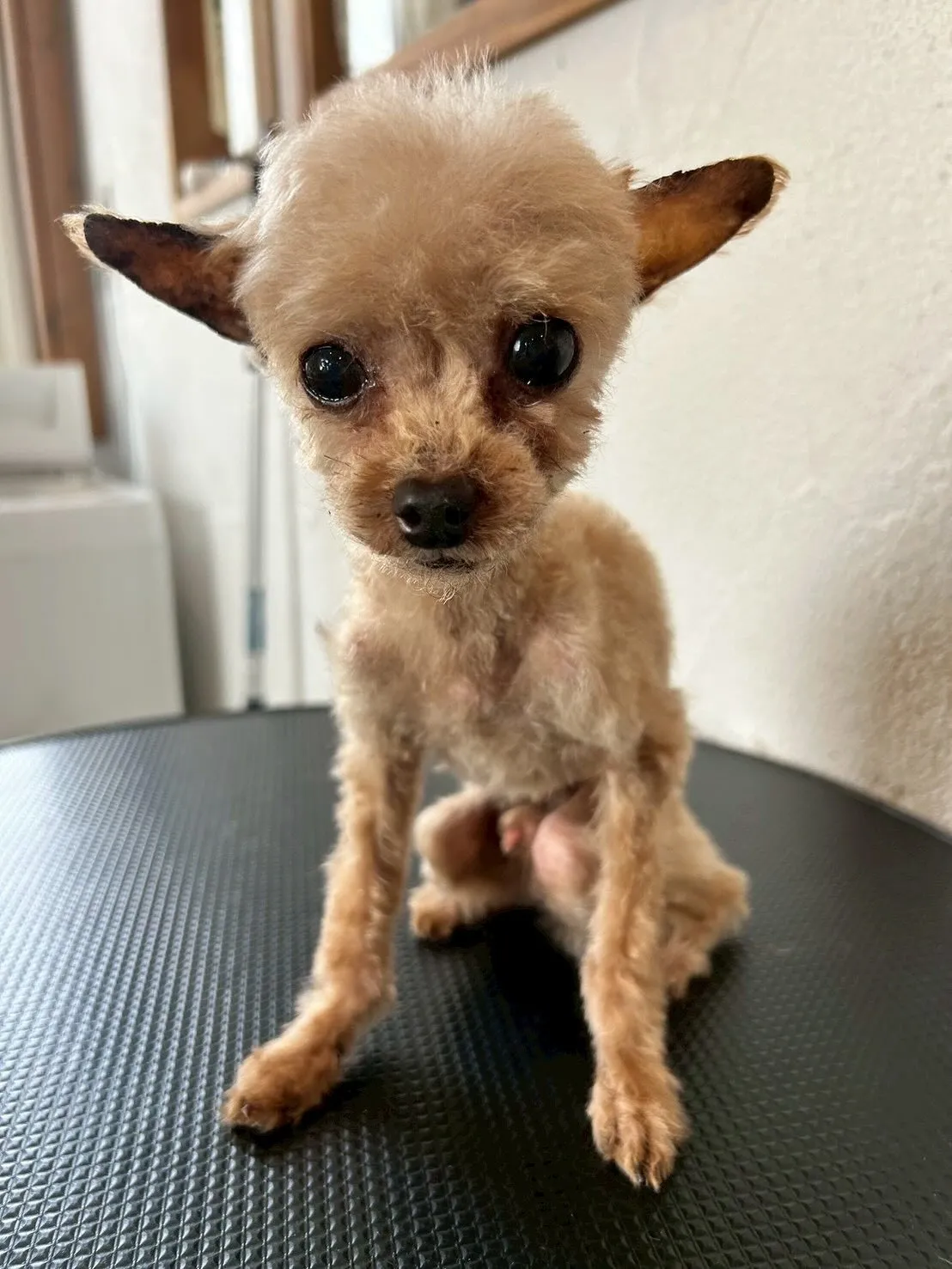 🐾: たくさんのワンちゃんたちが大変身！