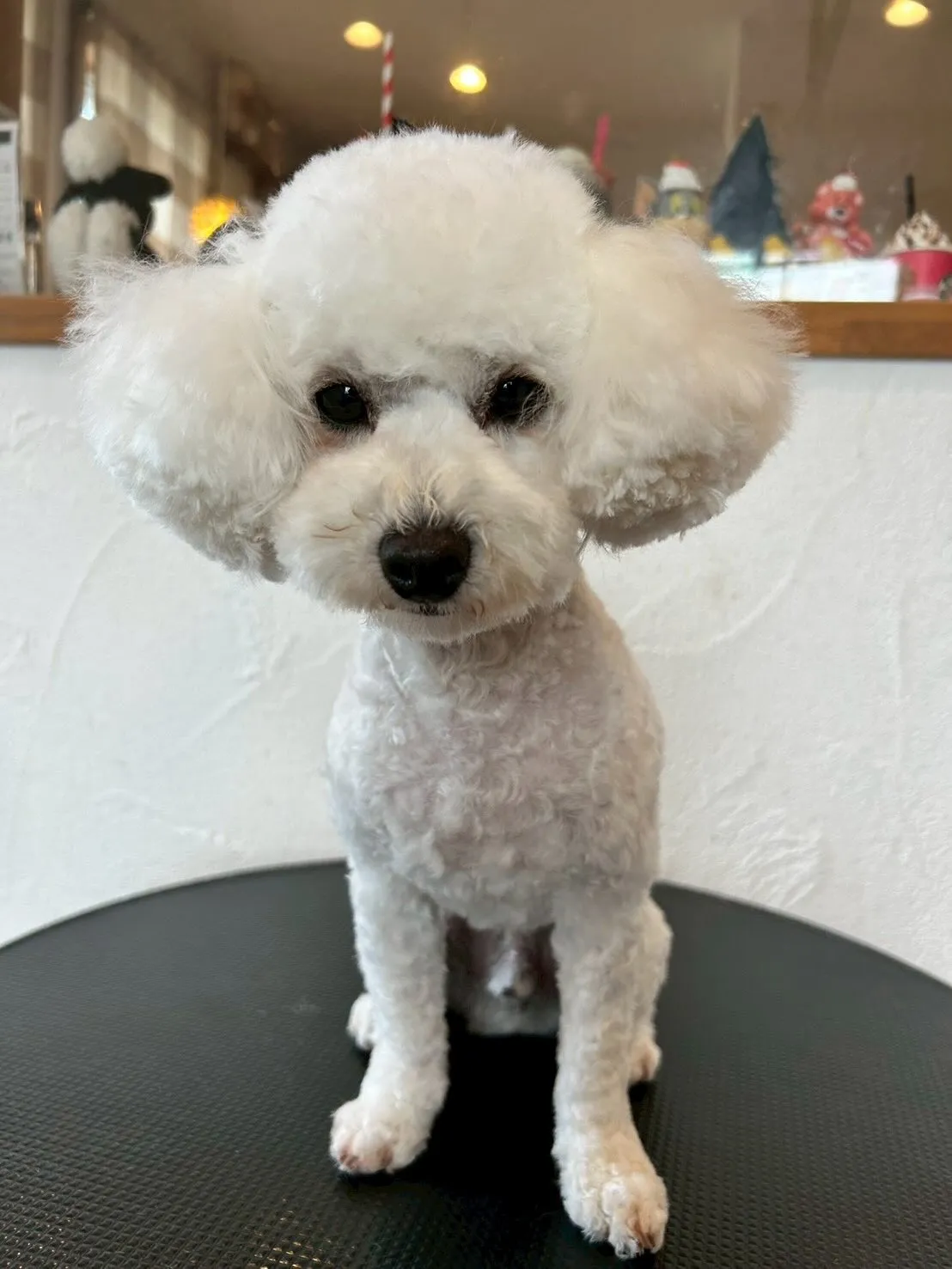 🐾: たくさんのワンちゃんたちが大変身！