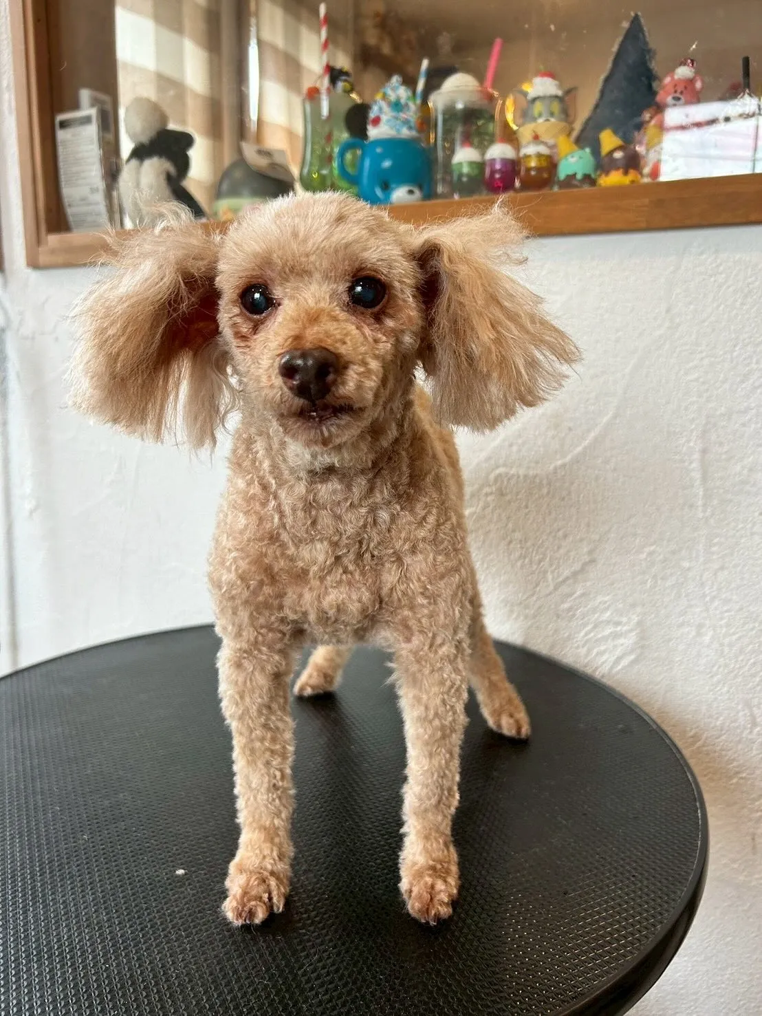 🐾: たくさんのワンちゃんたちが大変身！