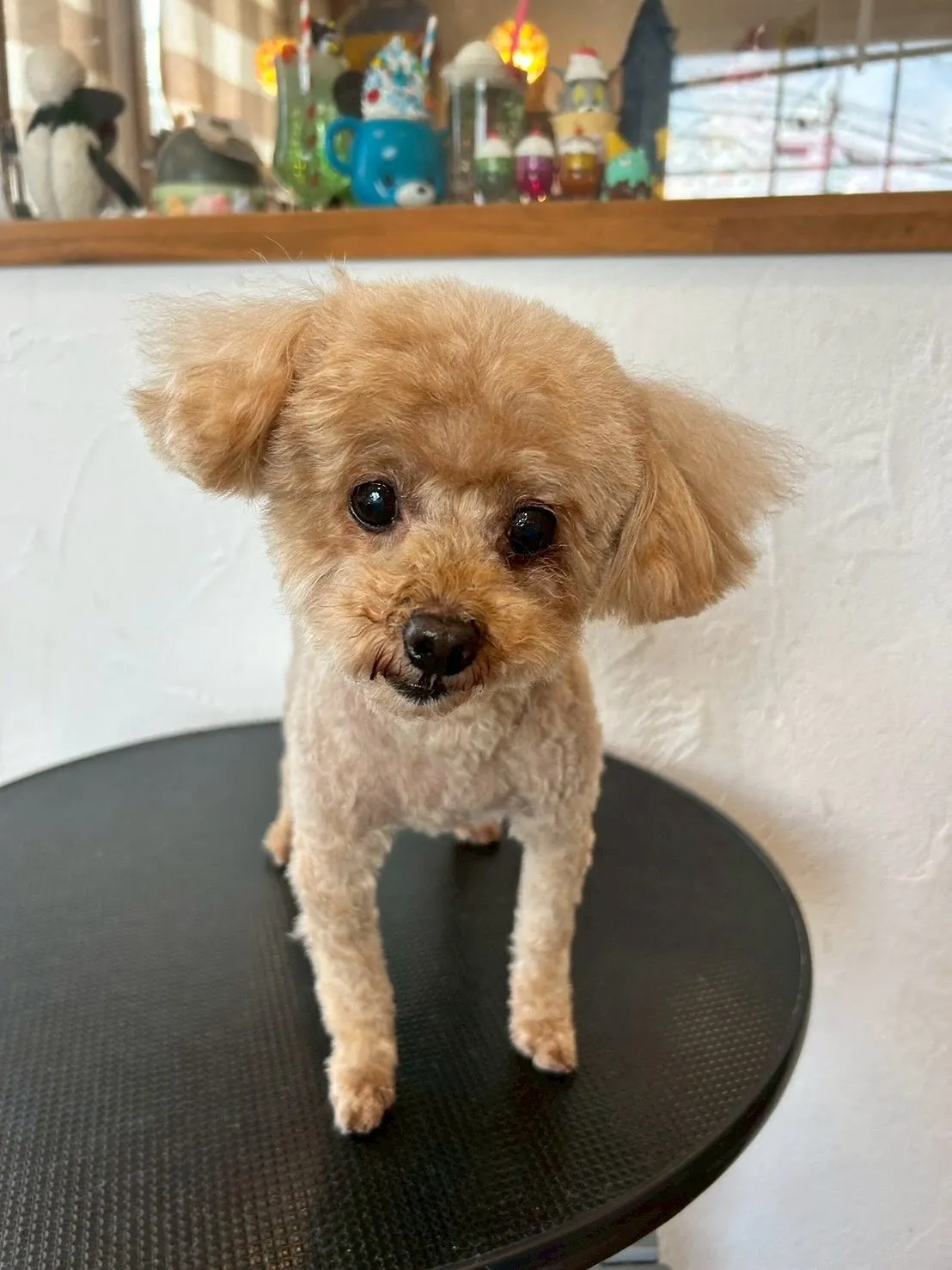 最初に遊びに来てくれたのは、プードルのベルちゃんとむぎくんが...