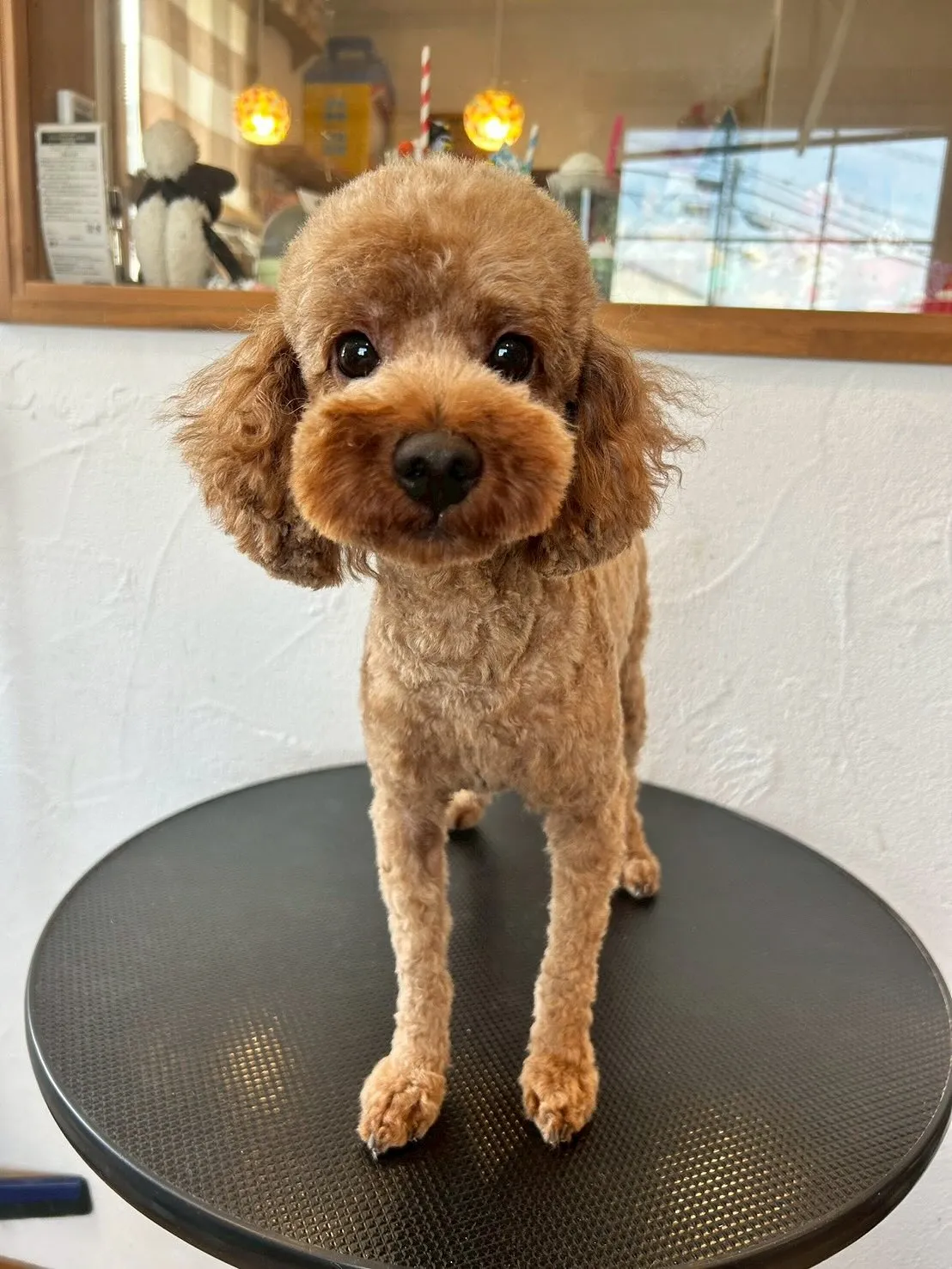 最初に遊びに来てくれたのは、プードルのベルちゃんとむぎくんが...