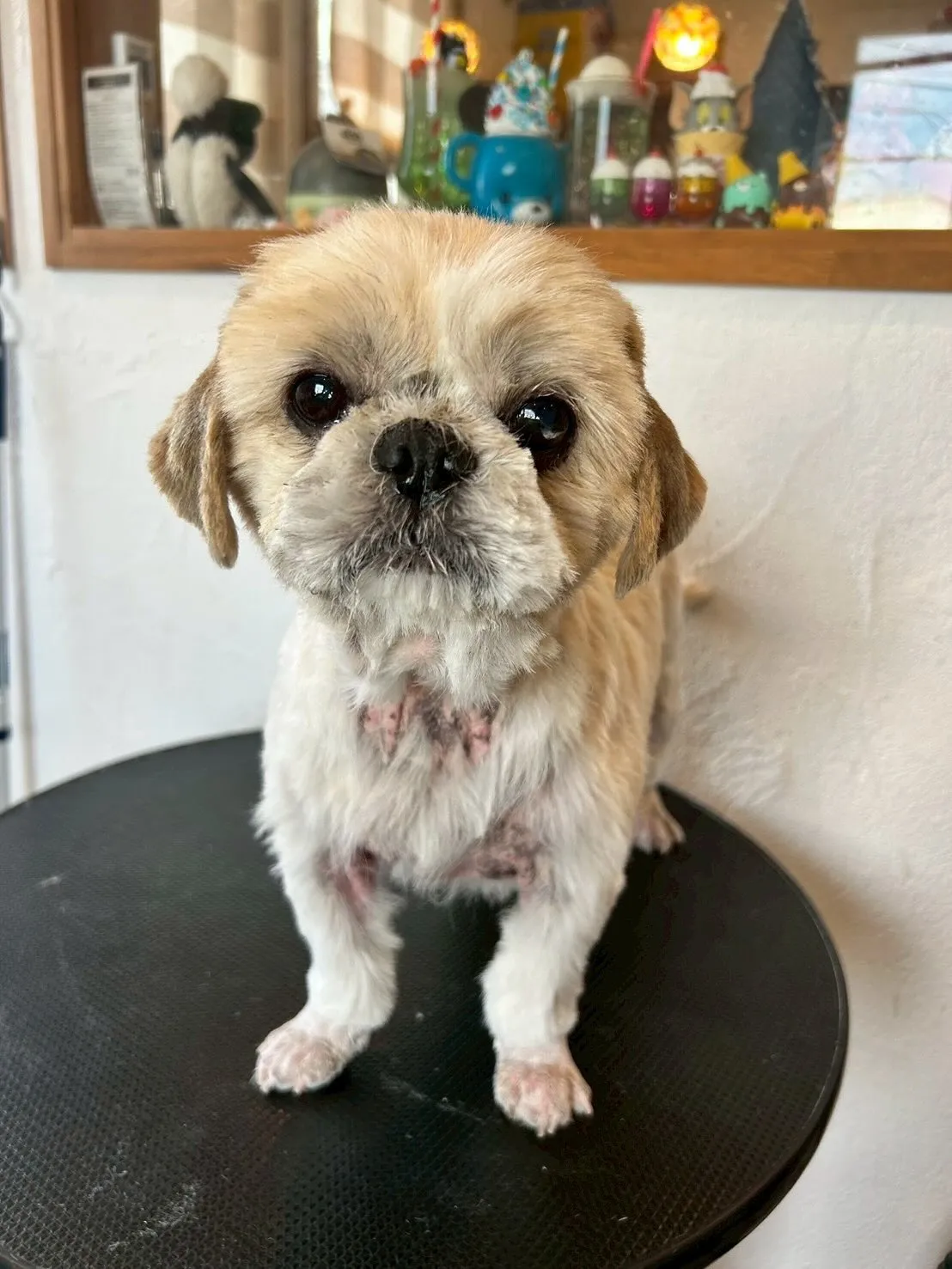 最初に遊びに来てくれたのは、プードルのベルちゃんとむぎくんが...