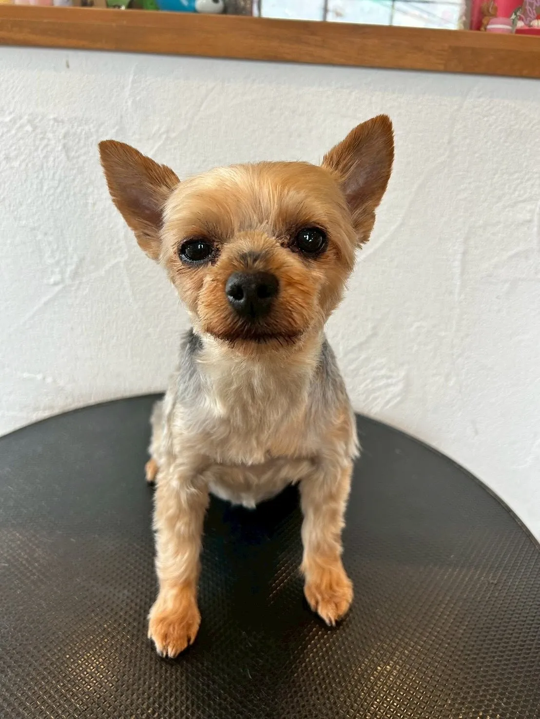 最初に遊びに来てくれたのは、プードルのベルちゃんとむぎくんが...