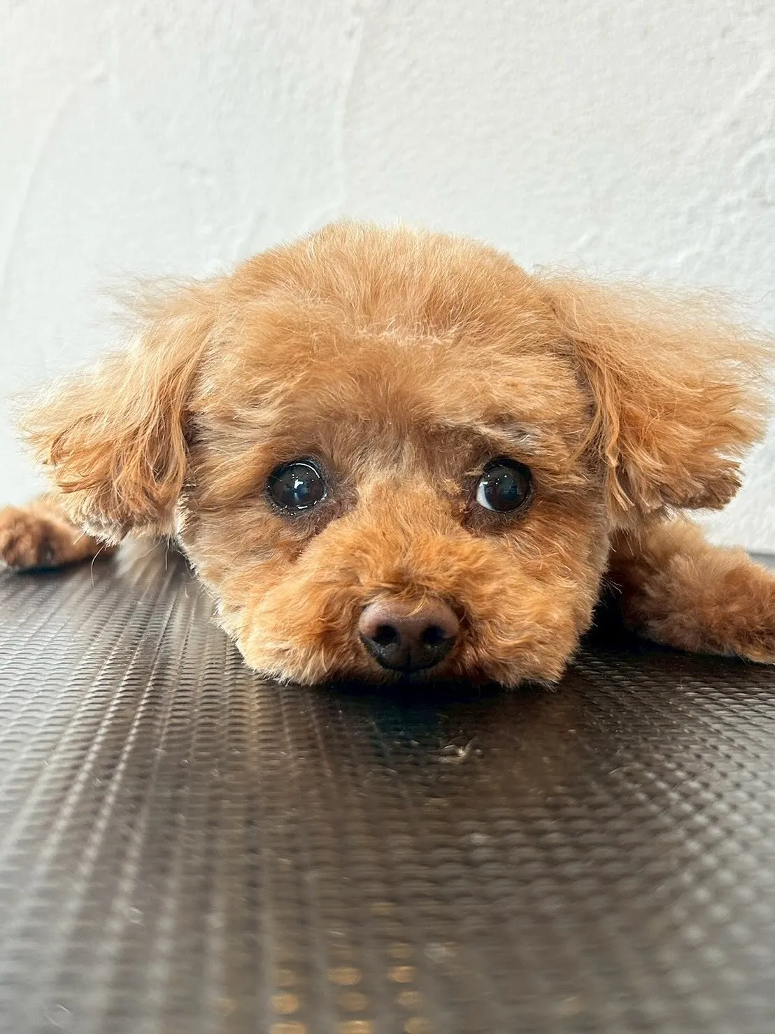 トリミングサロンの様子をみんなにシェアします🎉🐾