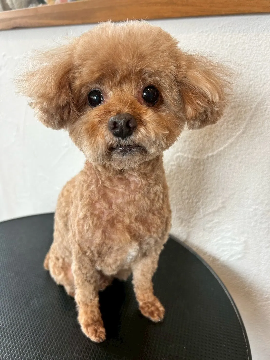 トリミングサロンの様子をみんなにシェアします🎉🐾