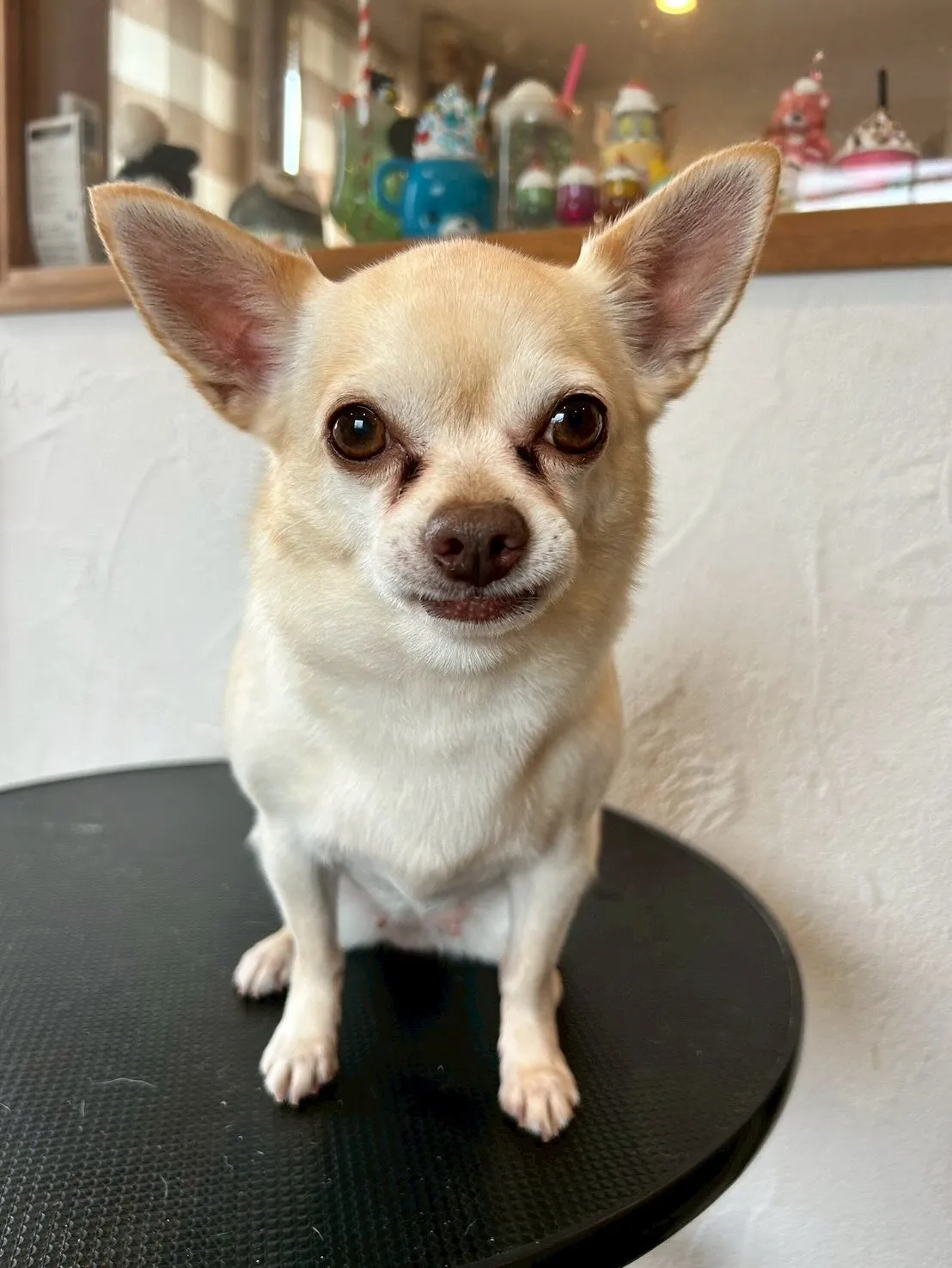 トリミングサロンの様子をみんなにシェアします🎉🐾