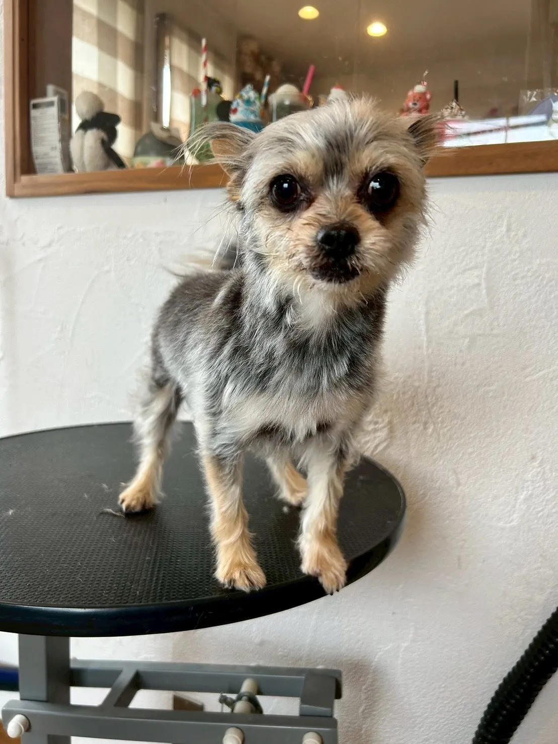 トリミングサロンの様子をみんなにシェアします🎉🐾