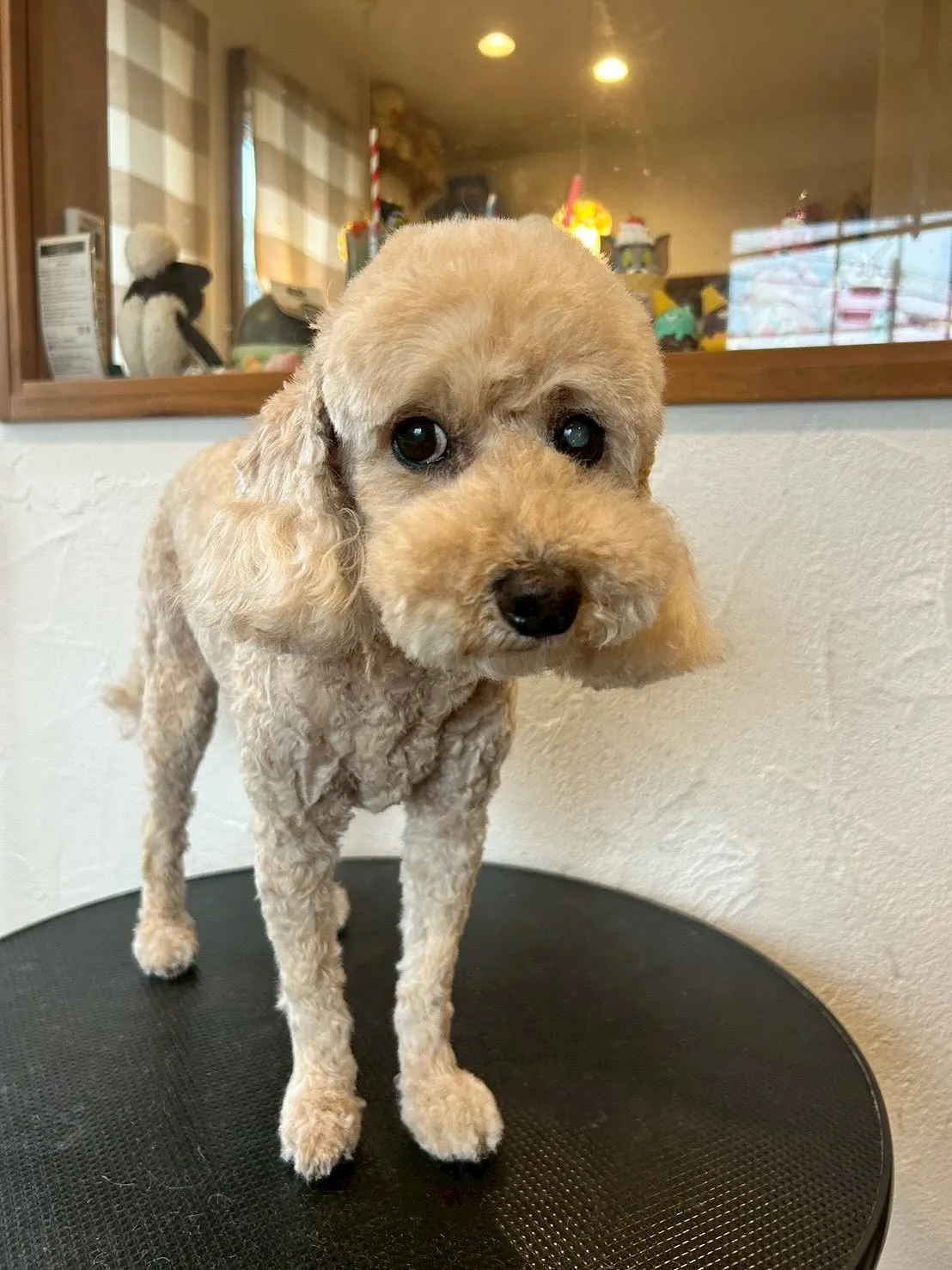 トリミングサロンの様子をみんなにシェアします🎉🐾