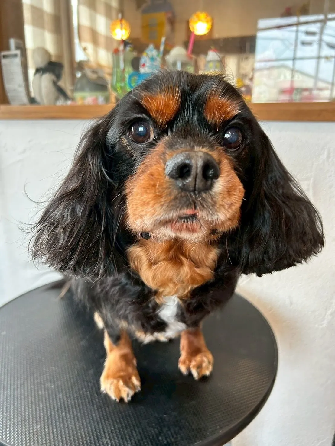 🌟✨たくさんのワンちゃんたちが遊びに来てくれましたよ!✨🌟