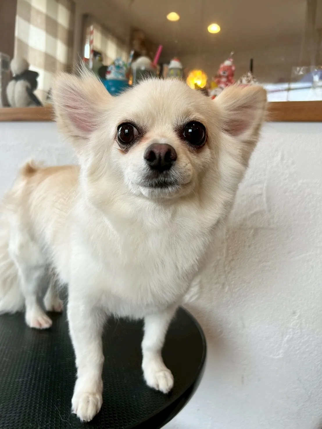 🌟✨たくさんのワンちゃんたちが遊びに来てくれましたよ!✨🌟