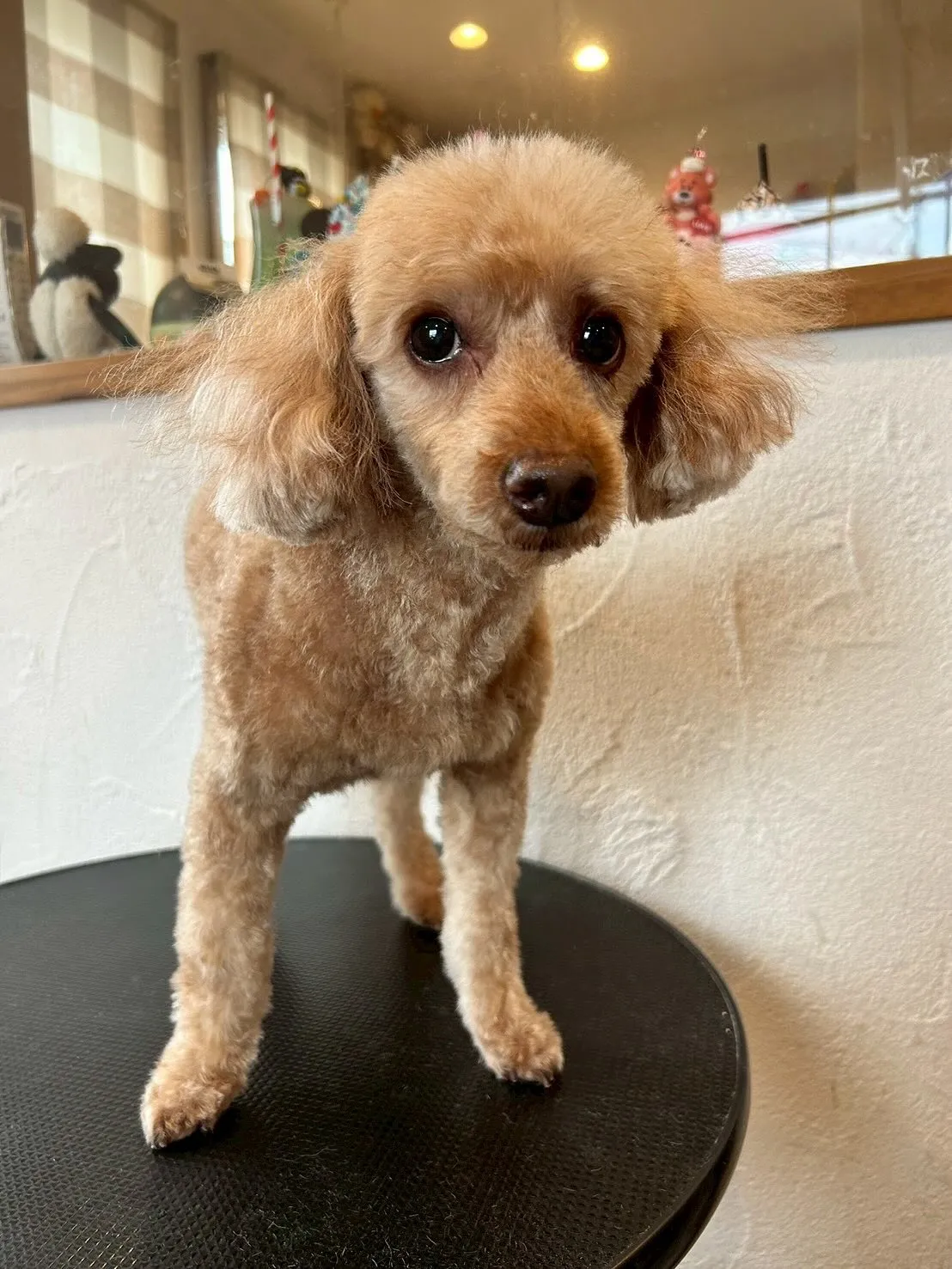 🌟✨たくさんのワンちゃんたちが遊びに来てくれましたよ!✨🌟