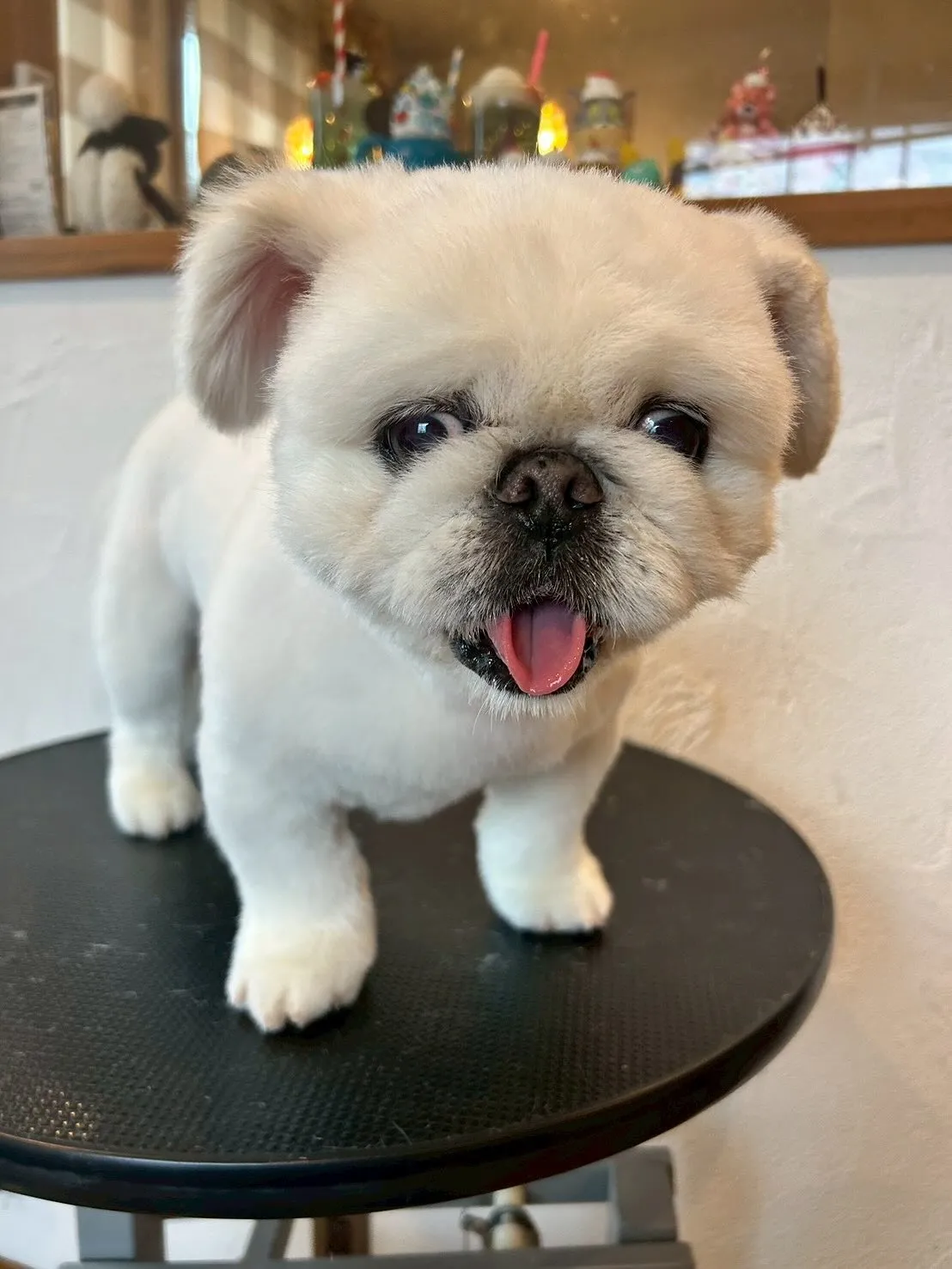 🌟🐾こんにちは、可愛いお友達たちが大集合！✨