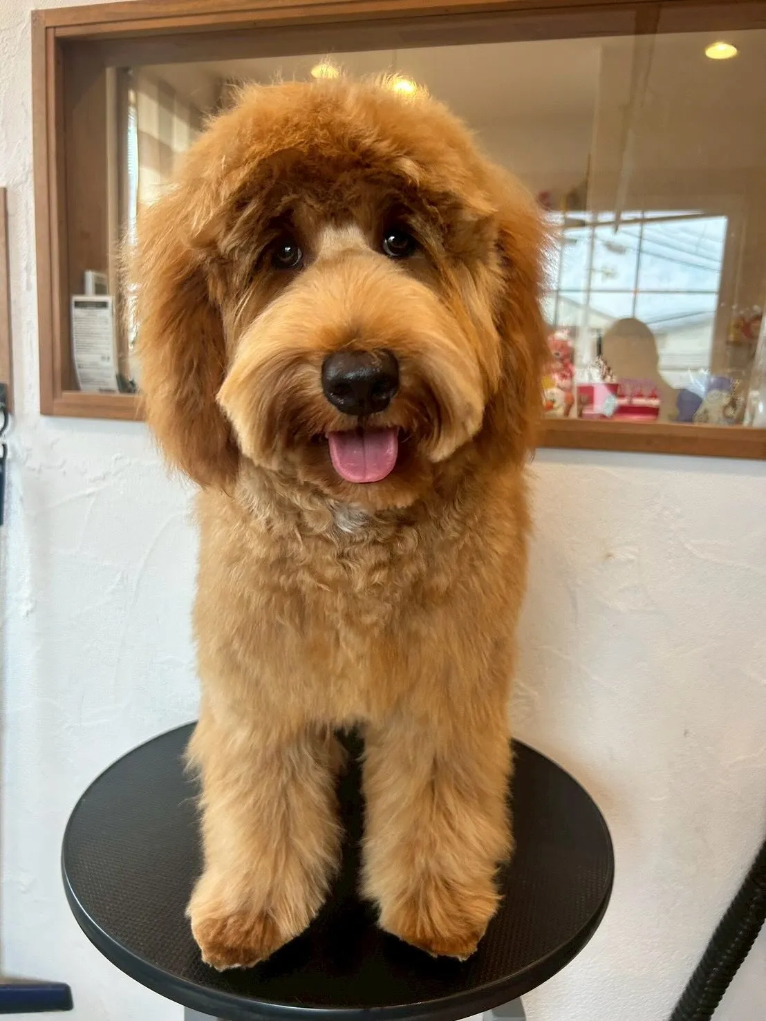 🌟🐾こんにちは、可愛いお友達たちが大集合！✨