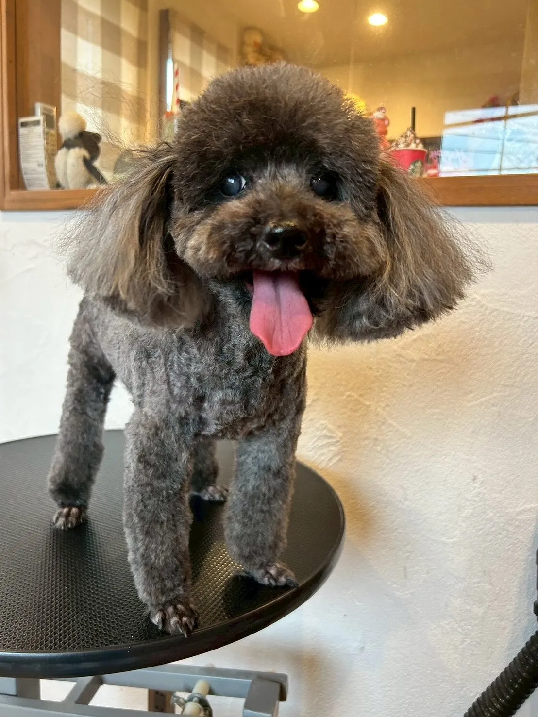 🌟🐾こんにちは、可愛いお友達たちが大集合！✨