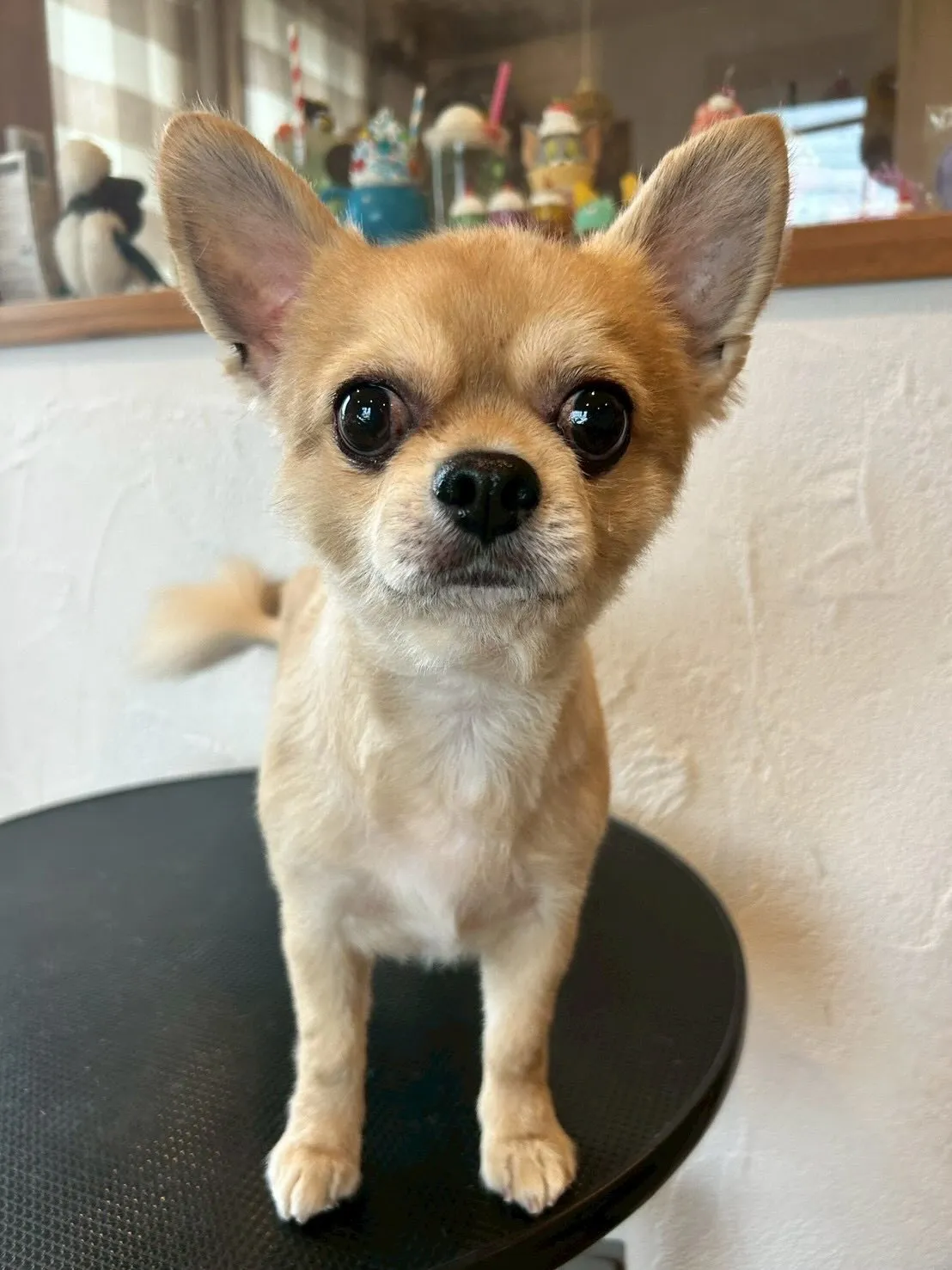 🌟わんちゃんたちのトリミングレポート🌟