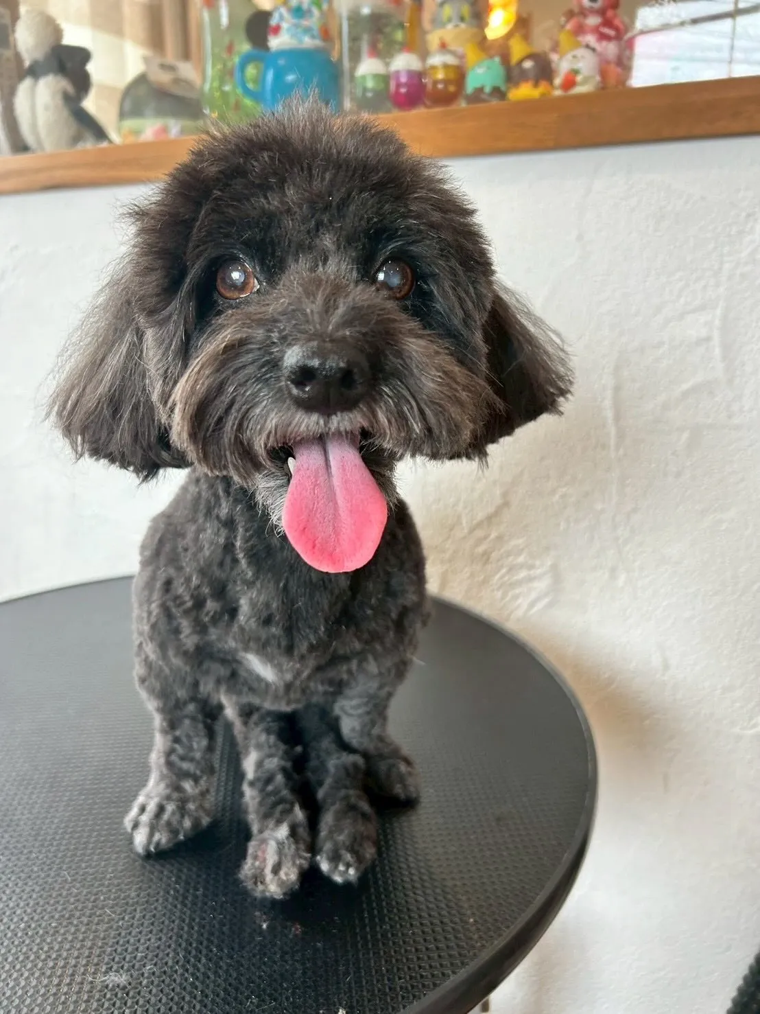 🌟わんちゃんたちのトリミングレポート🌟