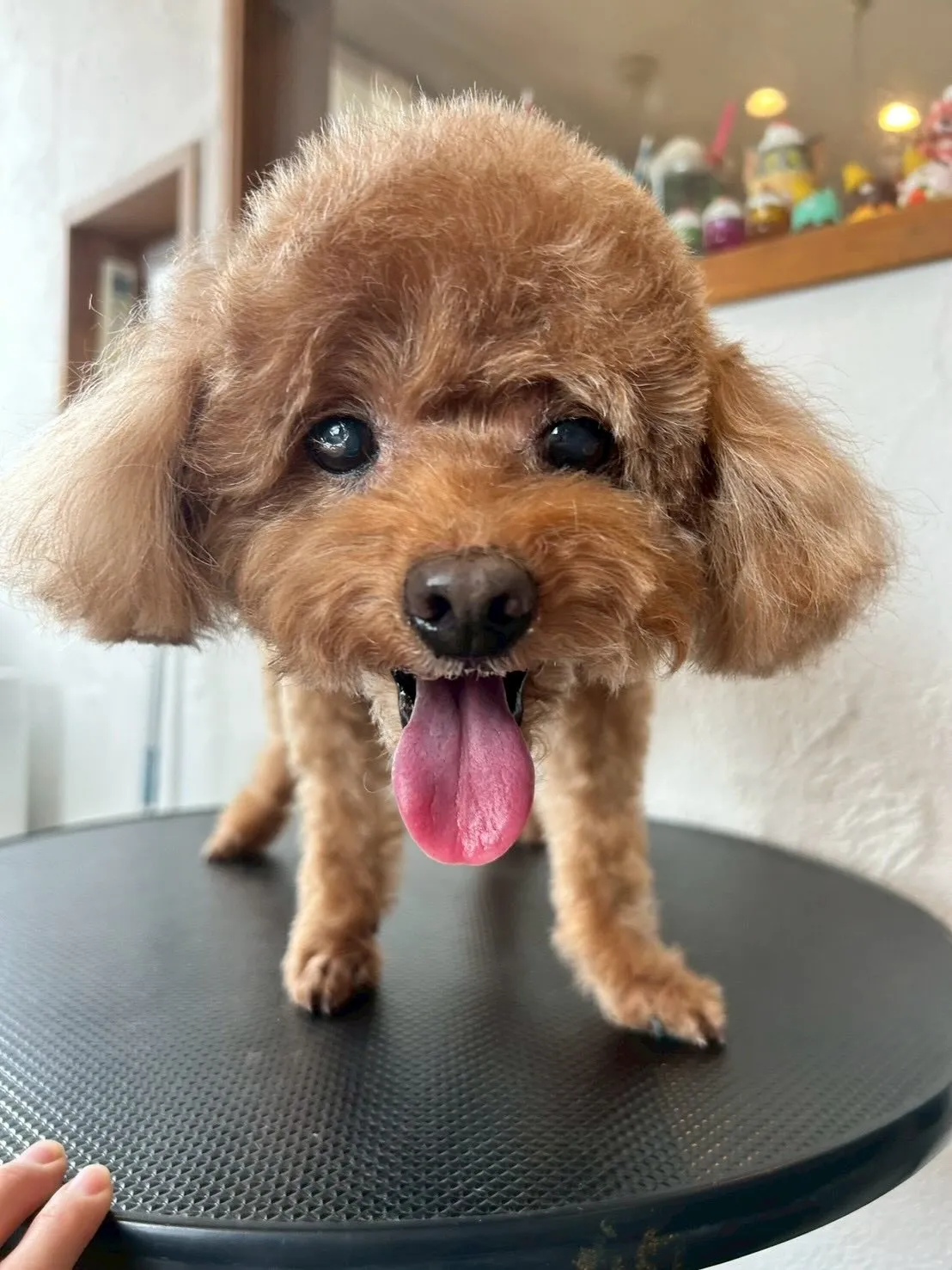 🌟わんちゃんたちのトリミングレポート🌟