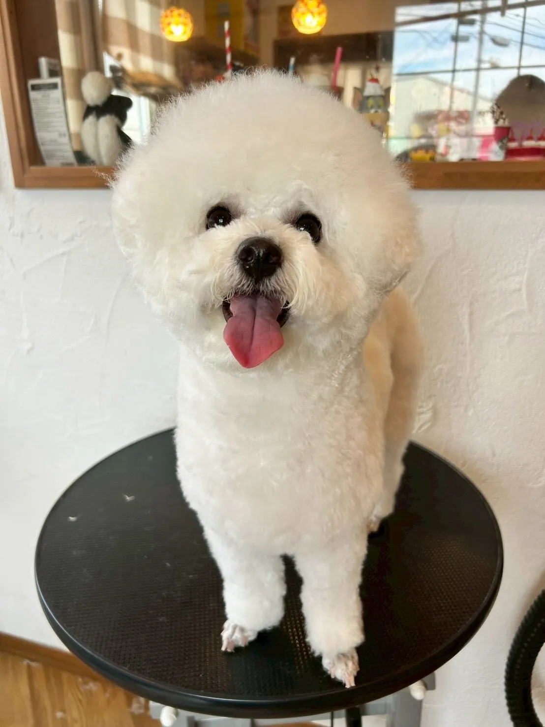 🌟わんちゃんたちのトリミングレポート🌟