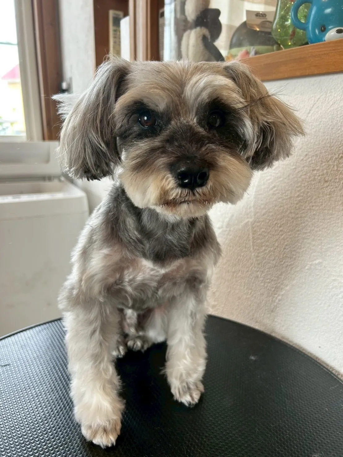 🌟わんちゃんたちのトリミングレポート🌟