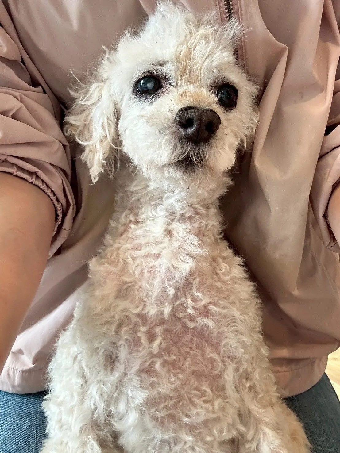 🌟 トリミングサロンの一日をご紹介します😊