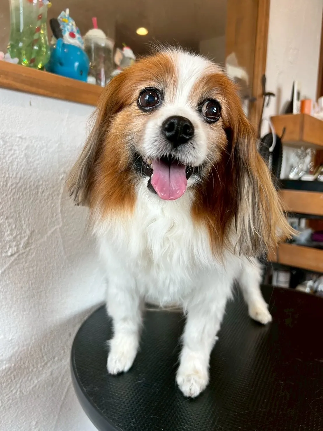 🌟 トリミングサロンの一日をご紹介します😊