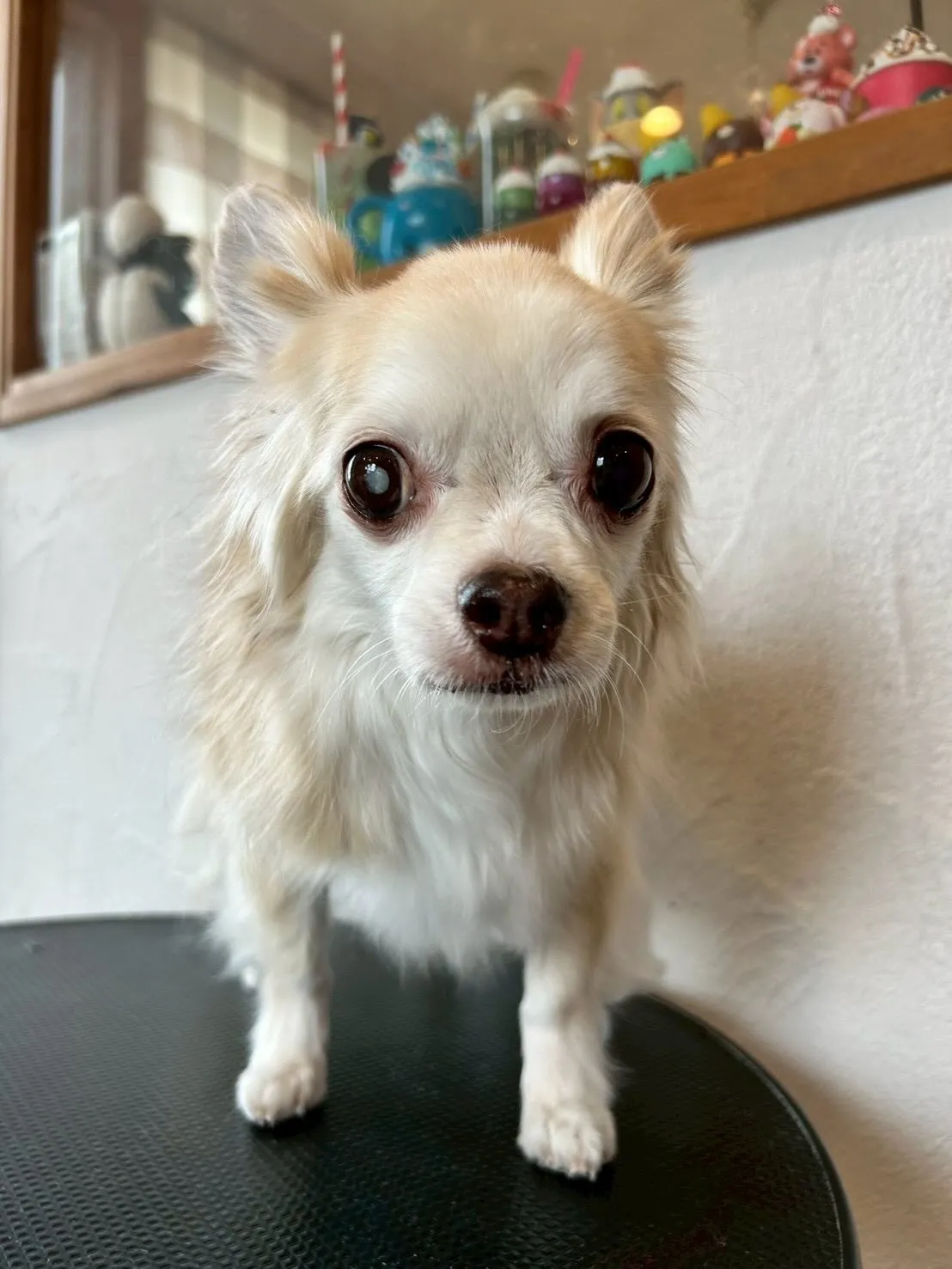 🌟 トリミングサロンの一日をご紹介します😊