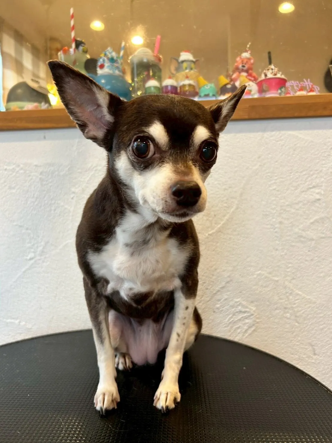 🌟 トリミングサロンの一日をご紹介します😊