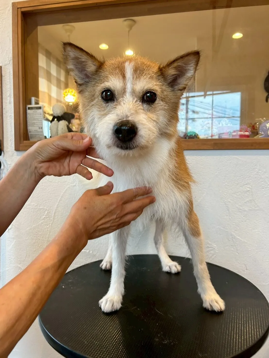 🌟 トリミングサロンの一日をご紹介します😊