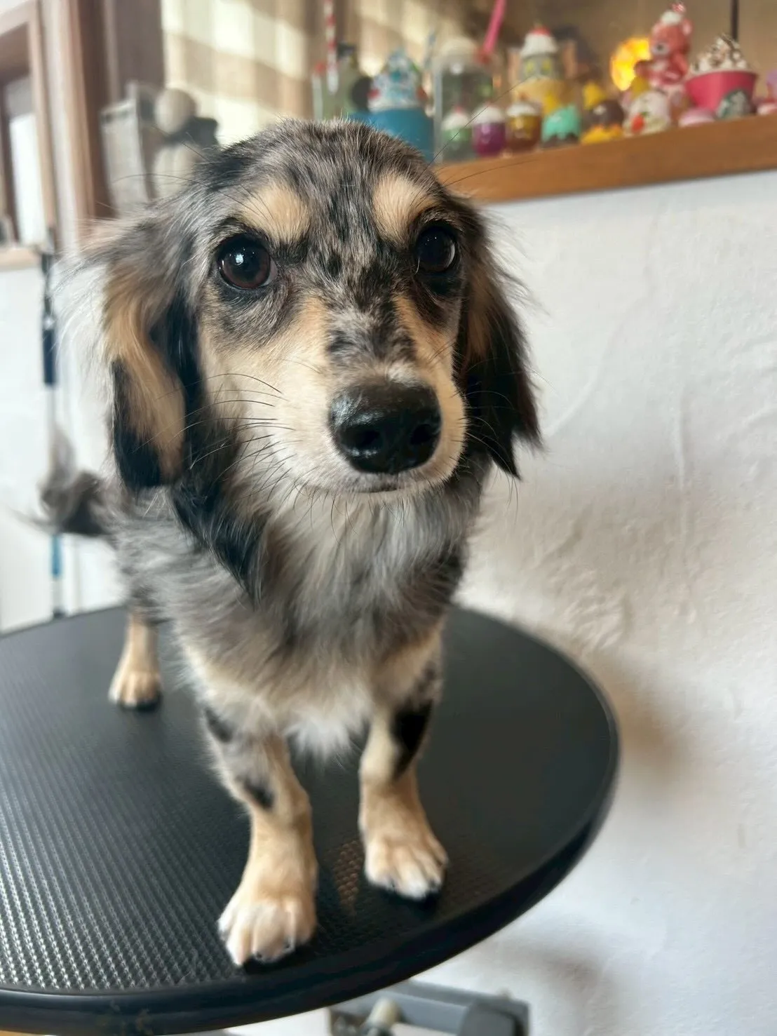 ワンちゃんたちのトリミングデー！🐶✨ 