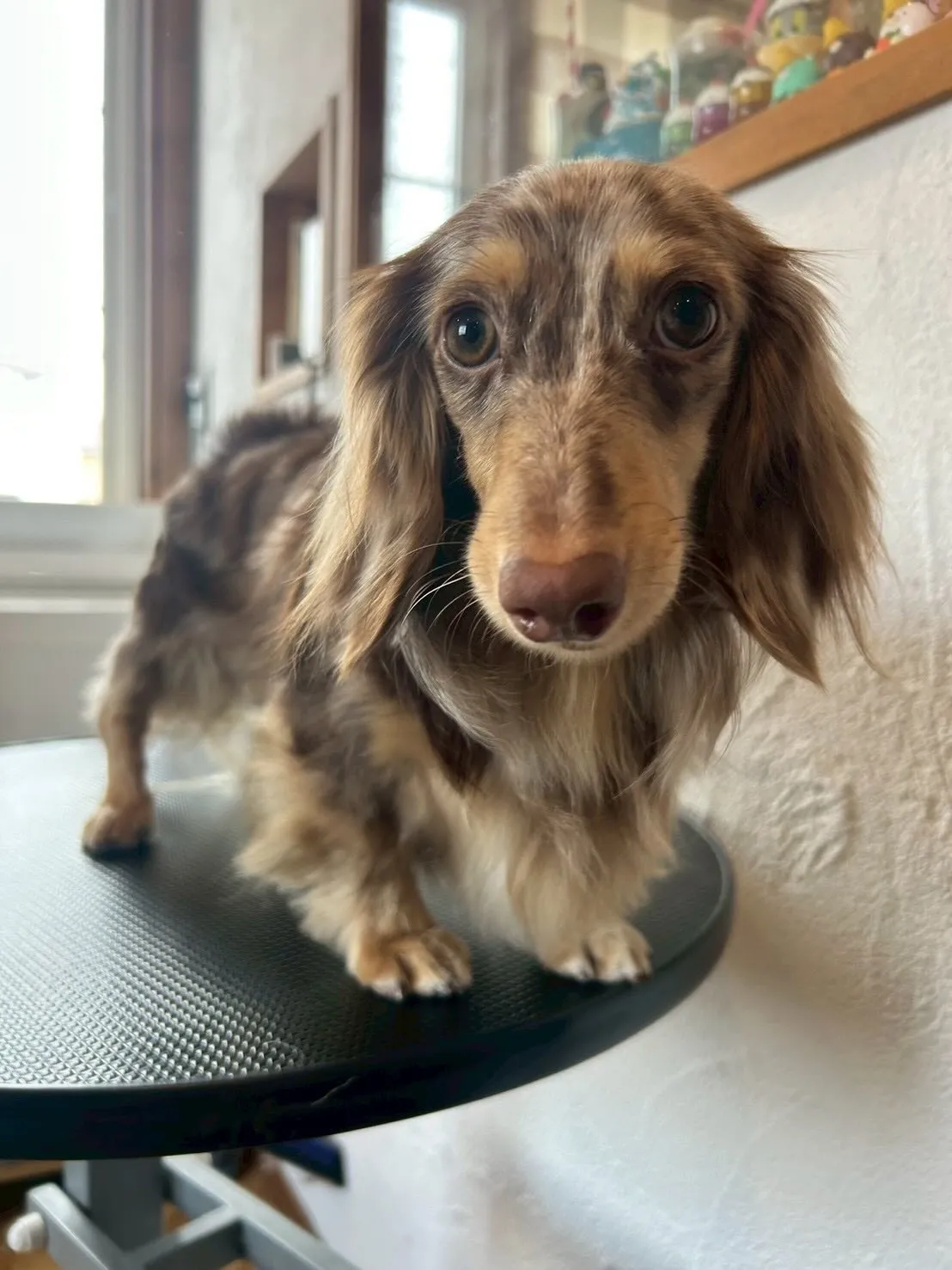 ワンちゃんたちのトリミングデー!🐶✨