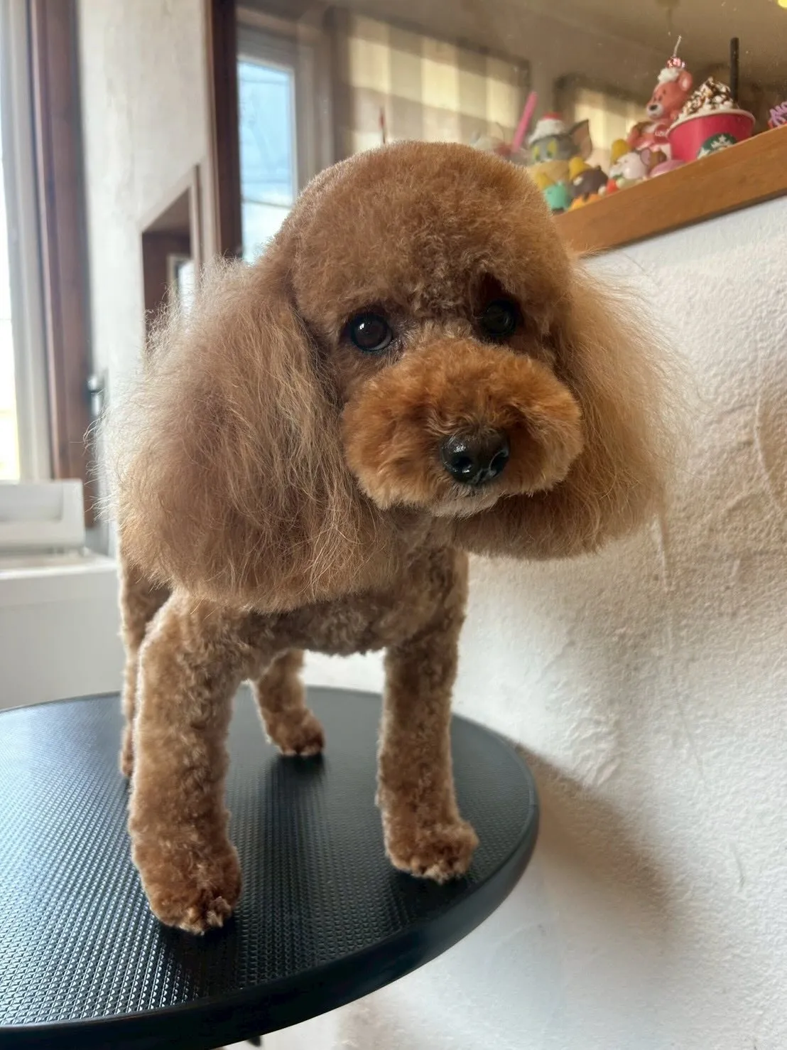 ワンちゃんたちのトリミングデー!🐶✨