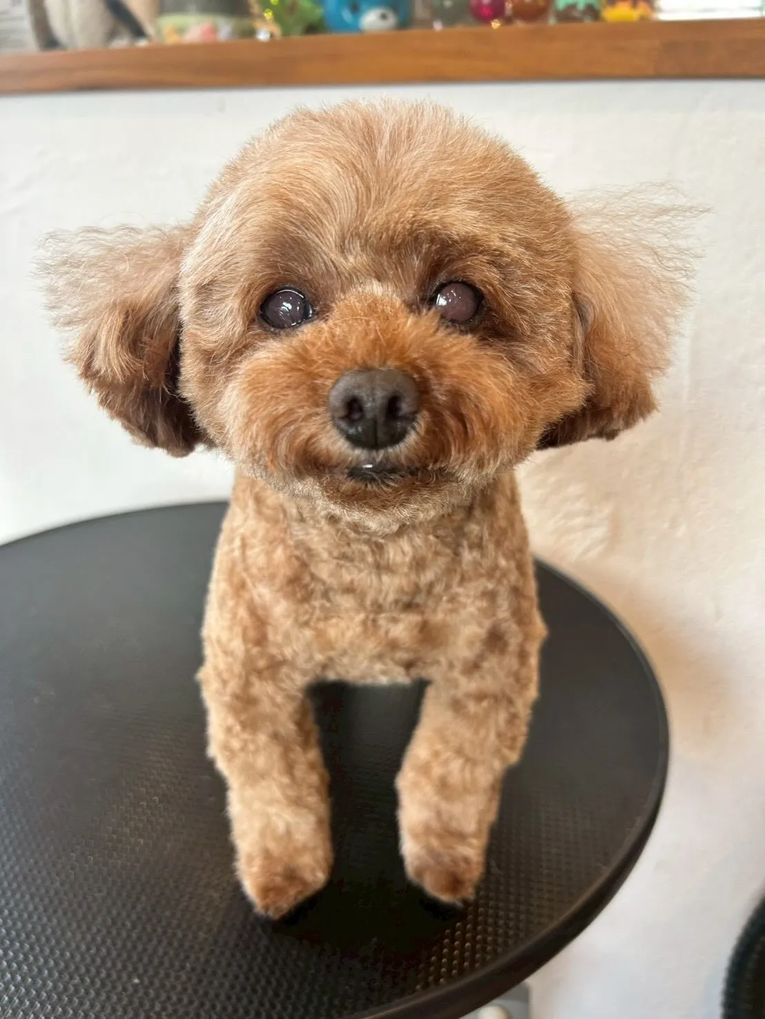 ワンちゃんたちのトリミングデー!🐶✨