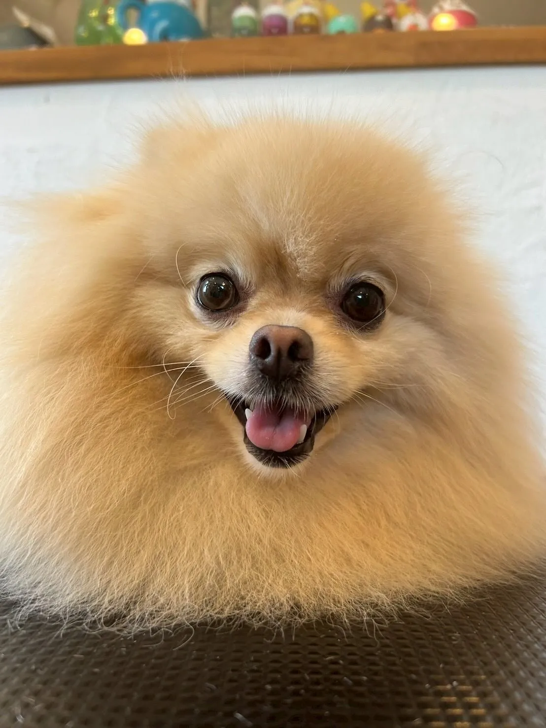 🐾 こんにちは、愛犬家のみなさん！