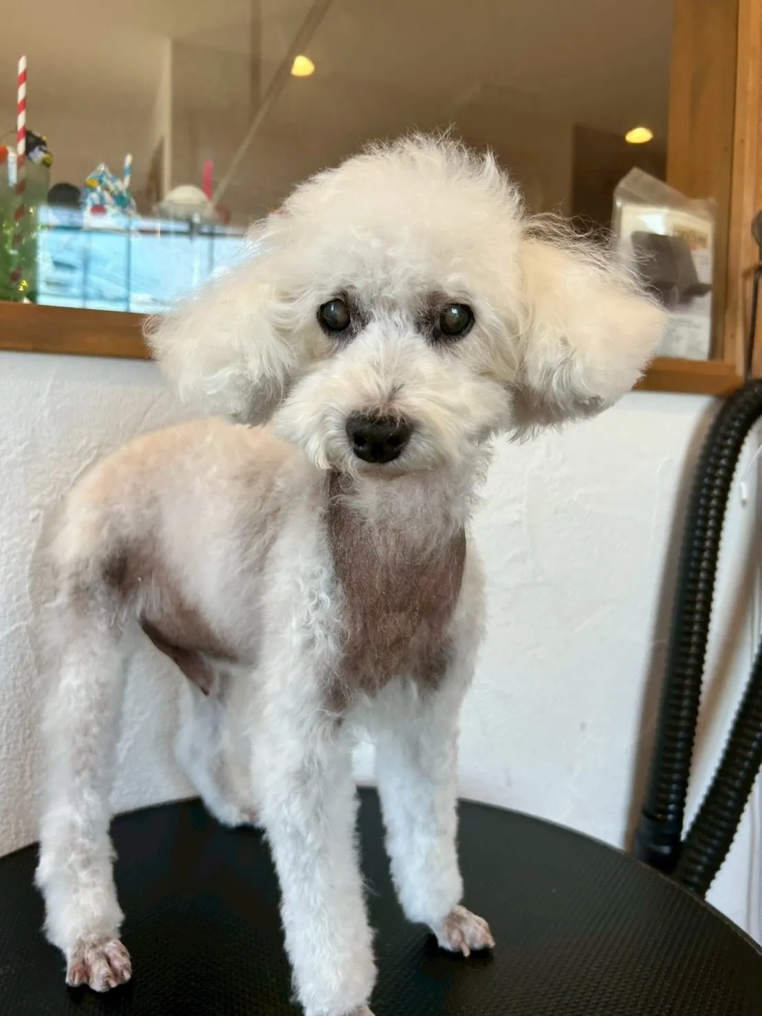 🐾 こんにちは、愛犬家のみなさん！