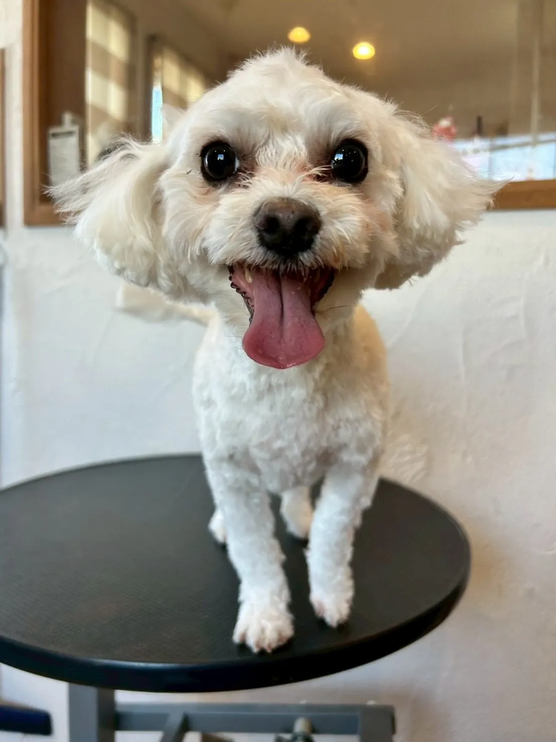 🐾 こんにちは、愛犬家のみなさん！