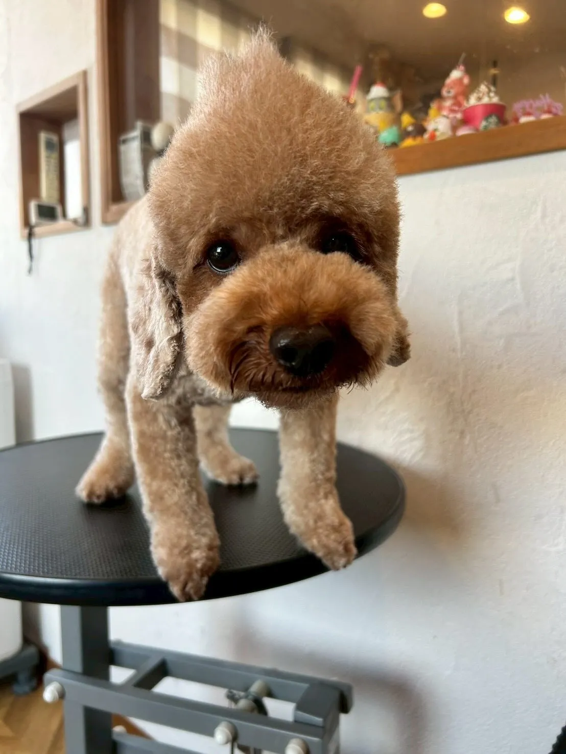 🐾 こんにちは、愛犬家のみなさん！