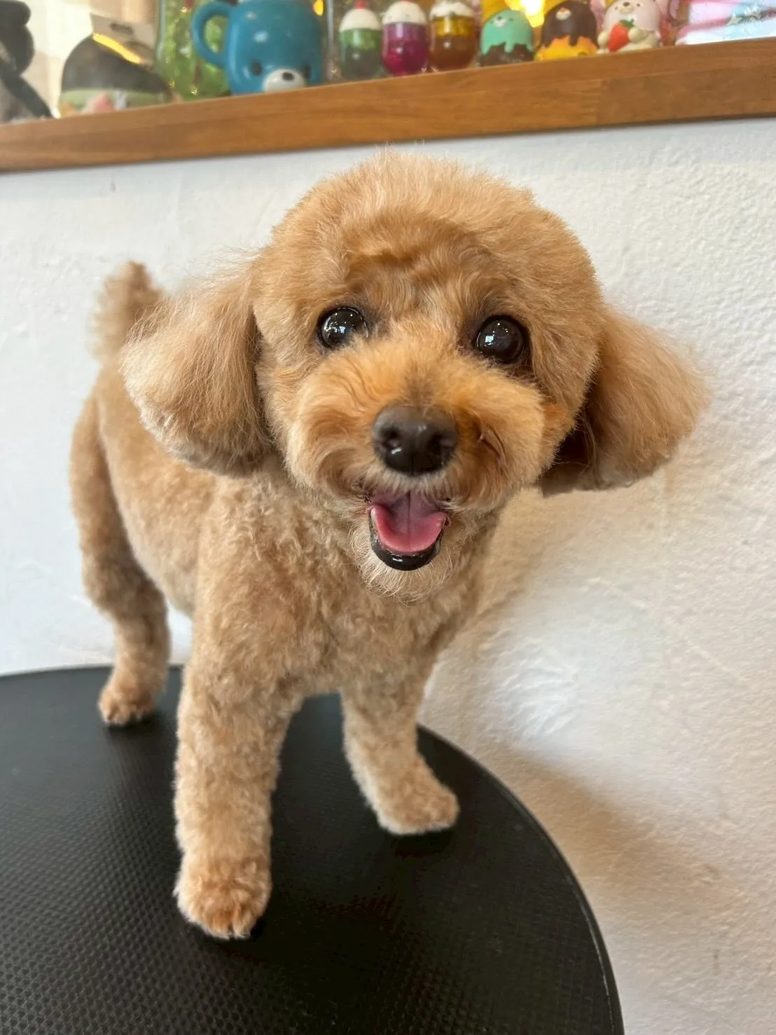 🐶✨トリミングサロンから素敵なワンちゃんたちを紹介!