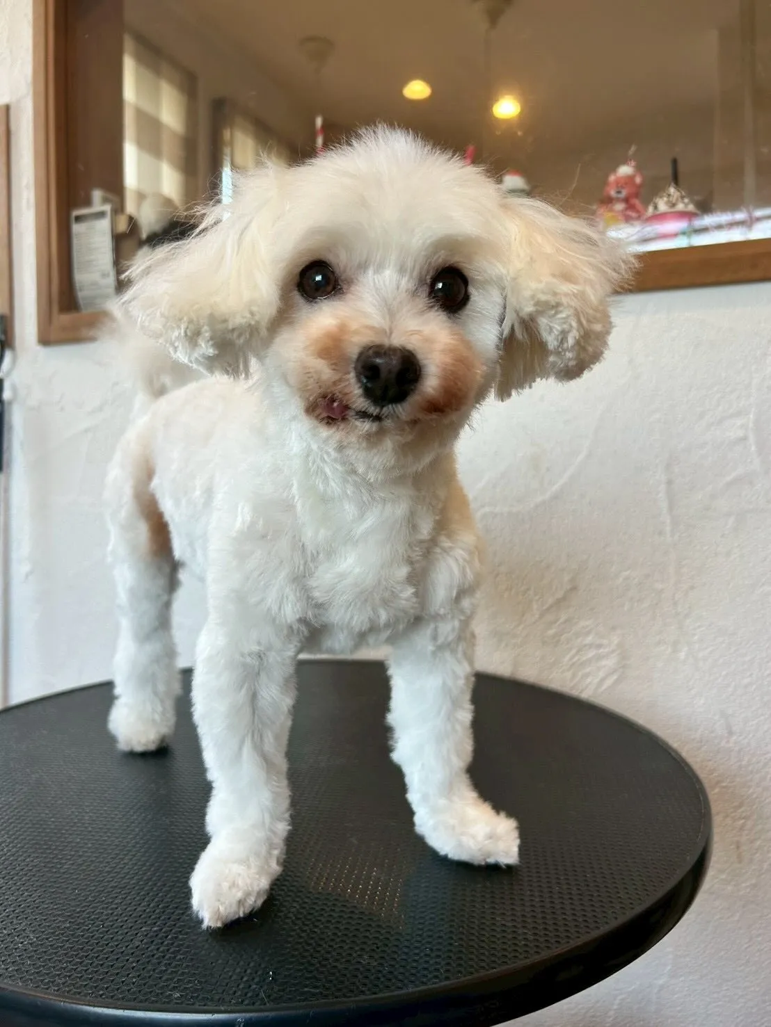 🐶✨トリミングサロンから素敵なワンちゃんたちを紹介!