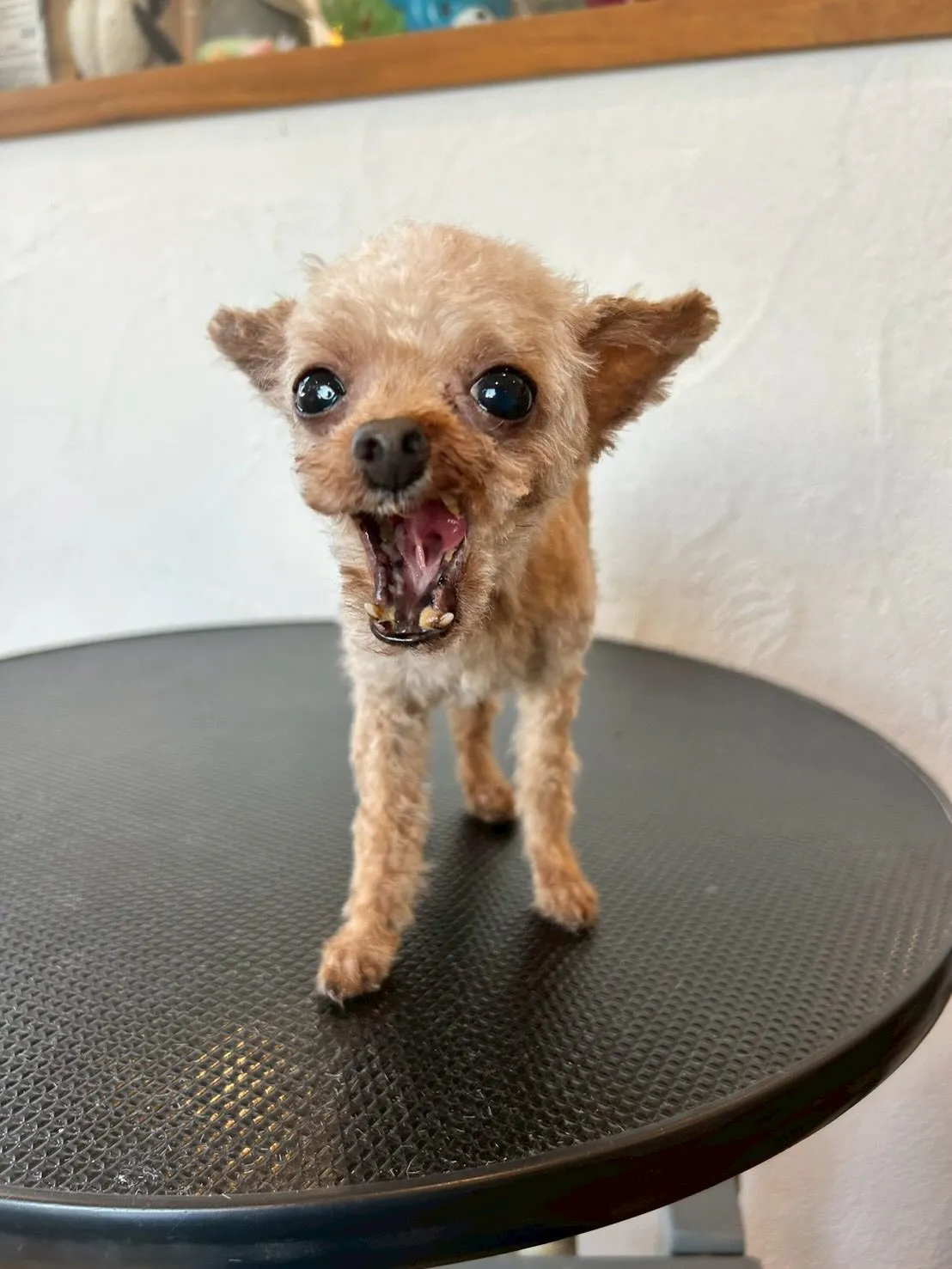 🐶✨トリミングサロンから素敵なワンちゃんたちを紹介!