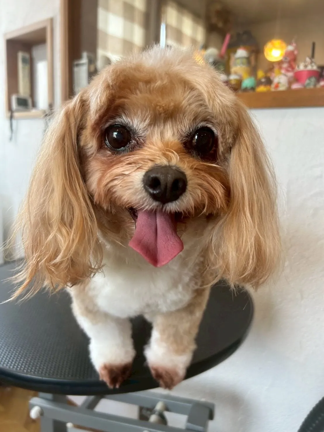 とってもキュートなお友達がいっぱい💖✨