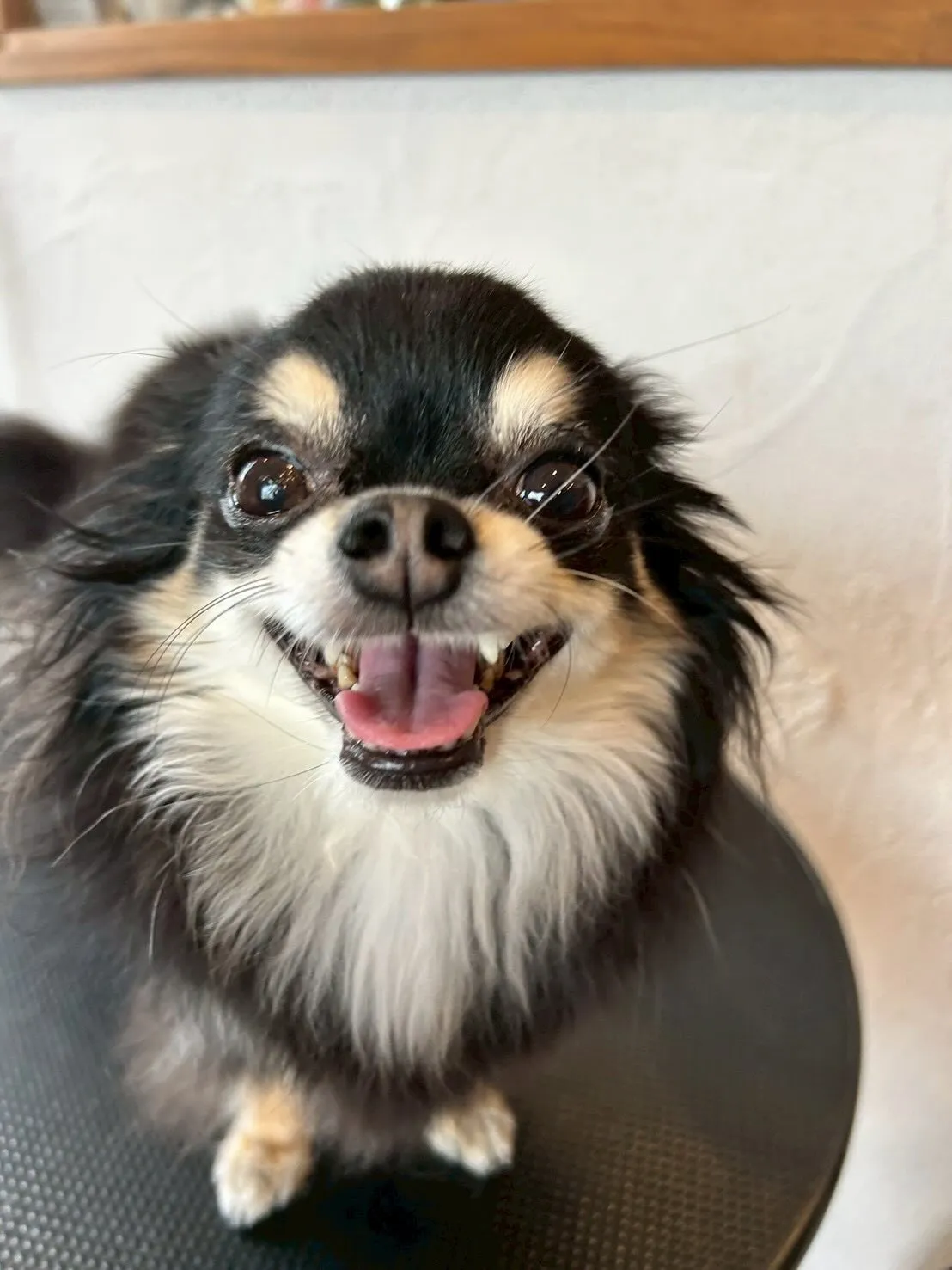 とってもキュートなお友達がいっぱい💖✨