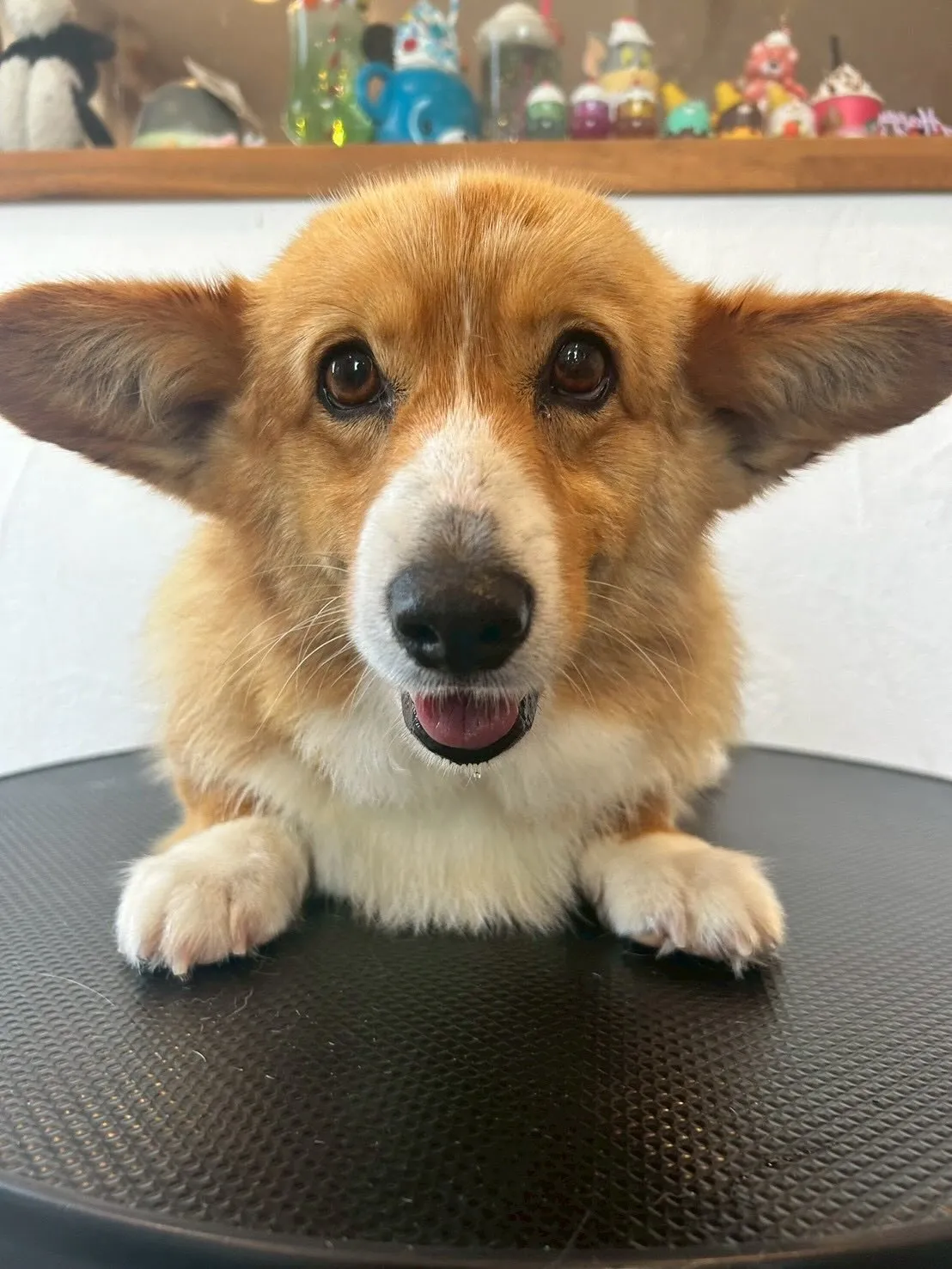 とってもキュートなお友達がいっぱい💖✨