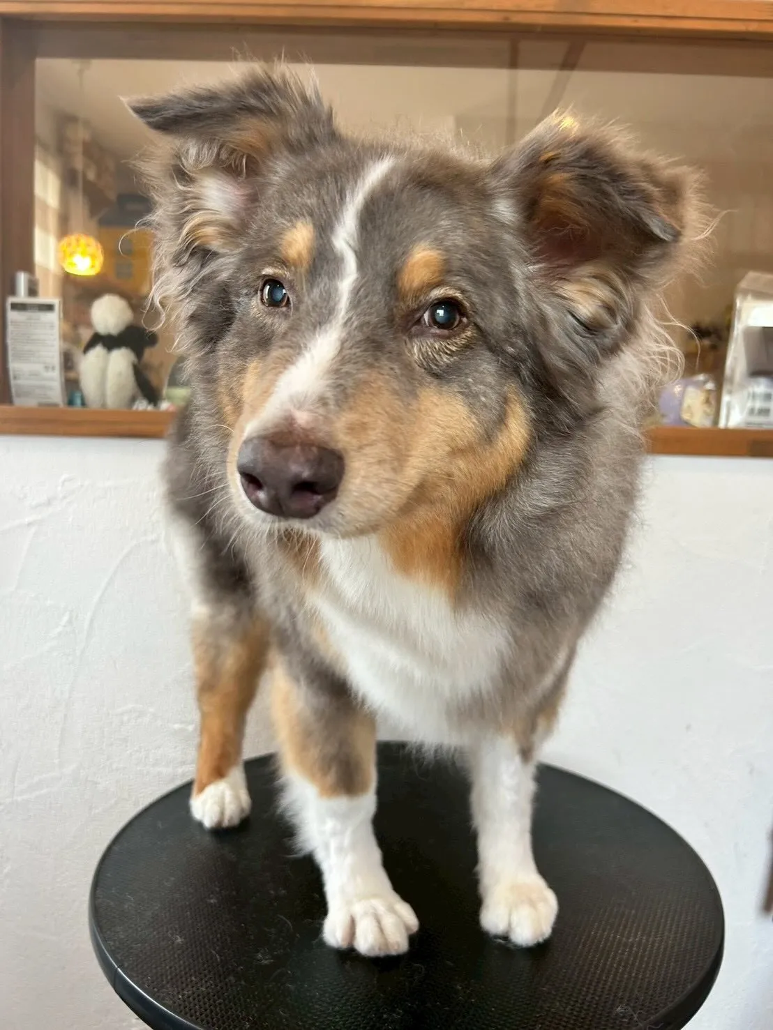 ワンちゃんたちのビューティーデー🐶✨！