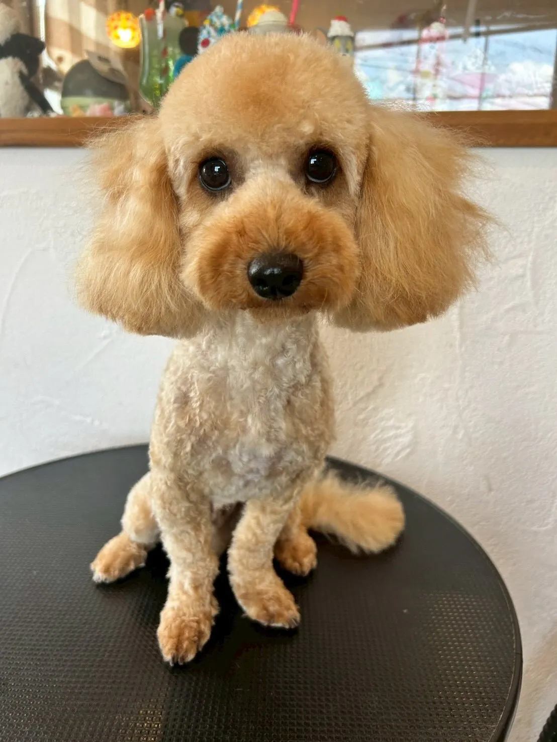 ワンちゃんたちのビューティーデー🐶✨!