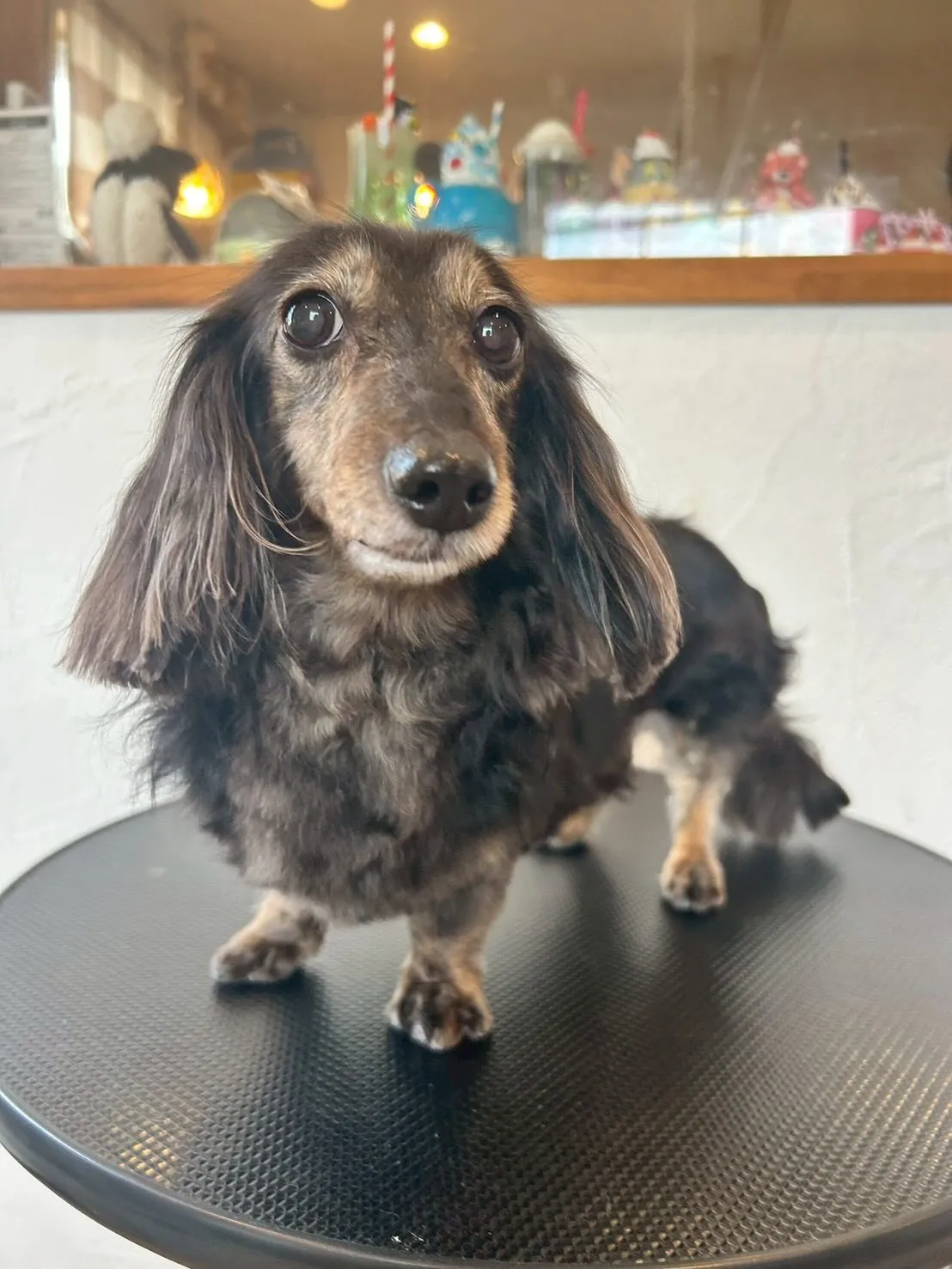 ワンちゃんたちのビューティーデー🐶✨!